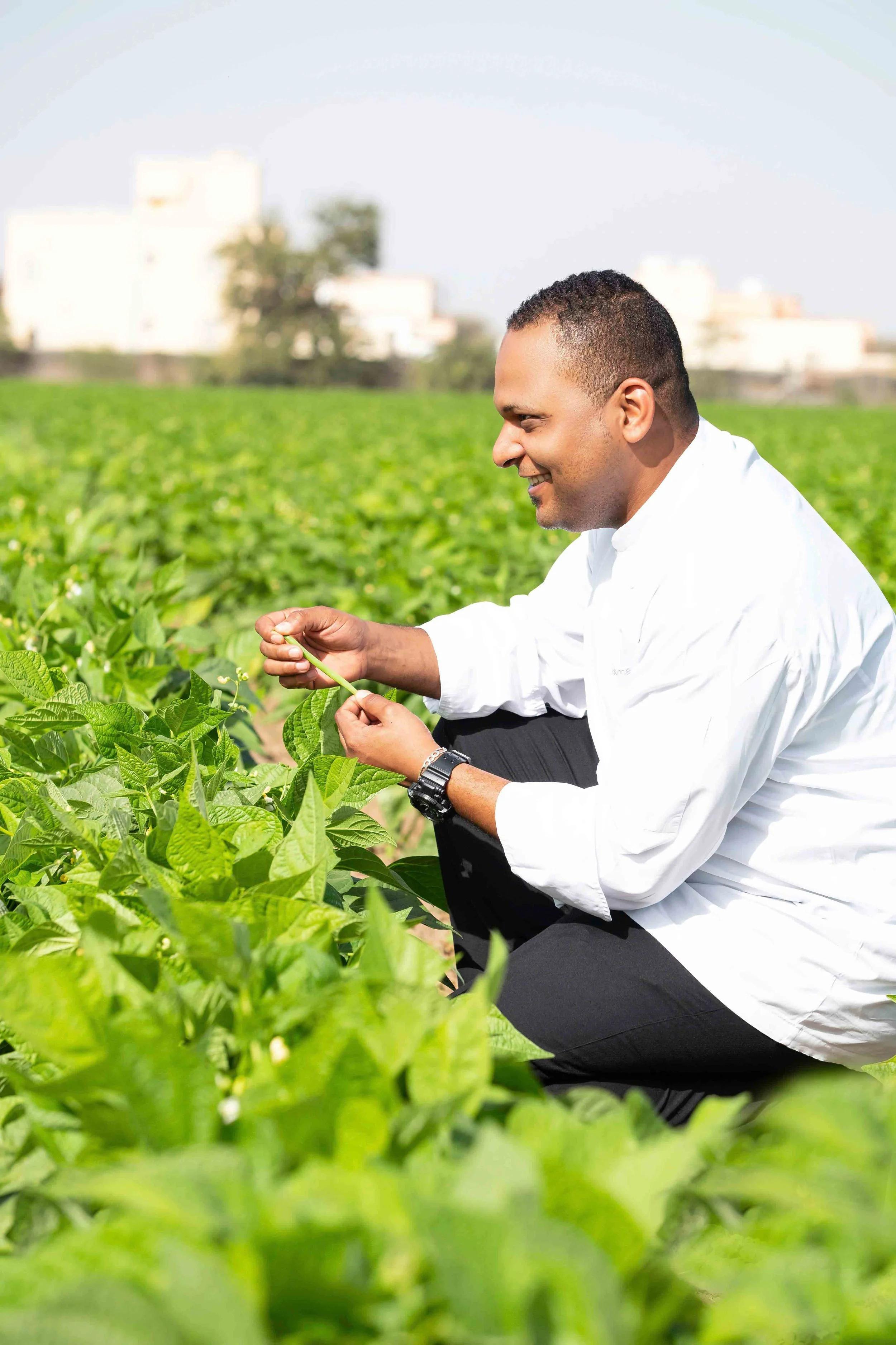 Chef checking crops on field