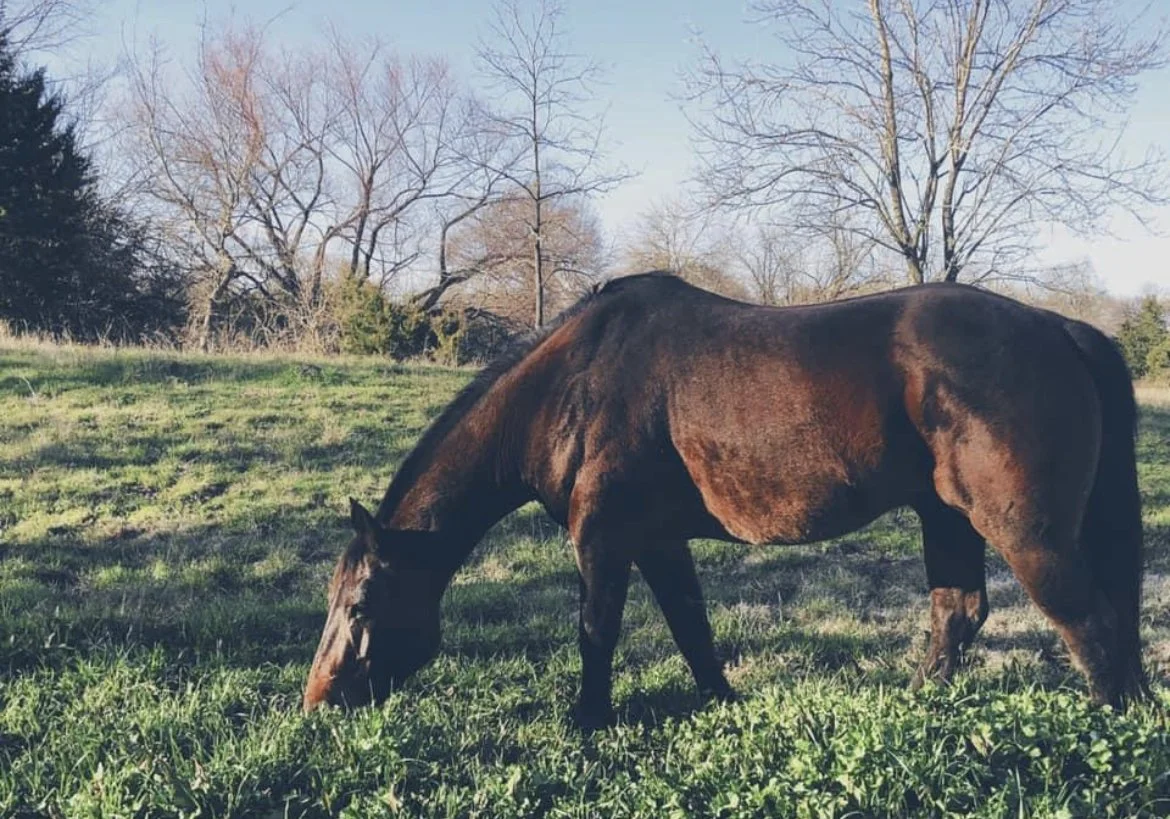 Horse Obsessed.