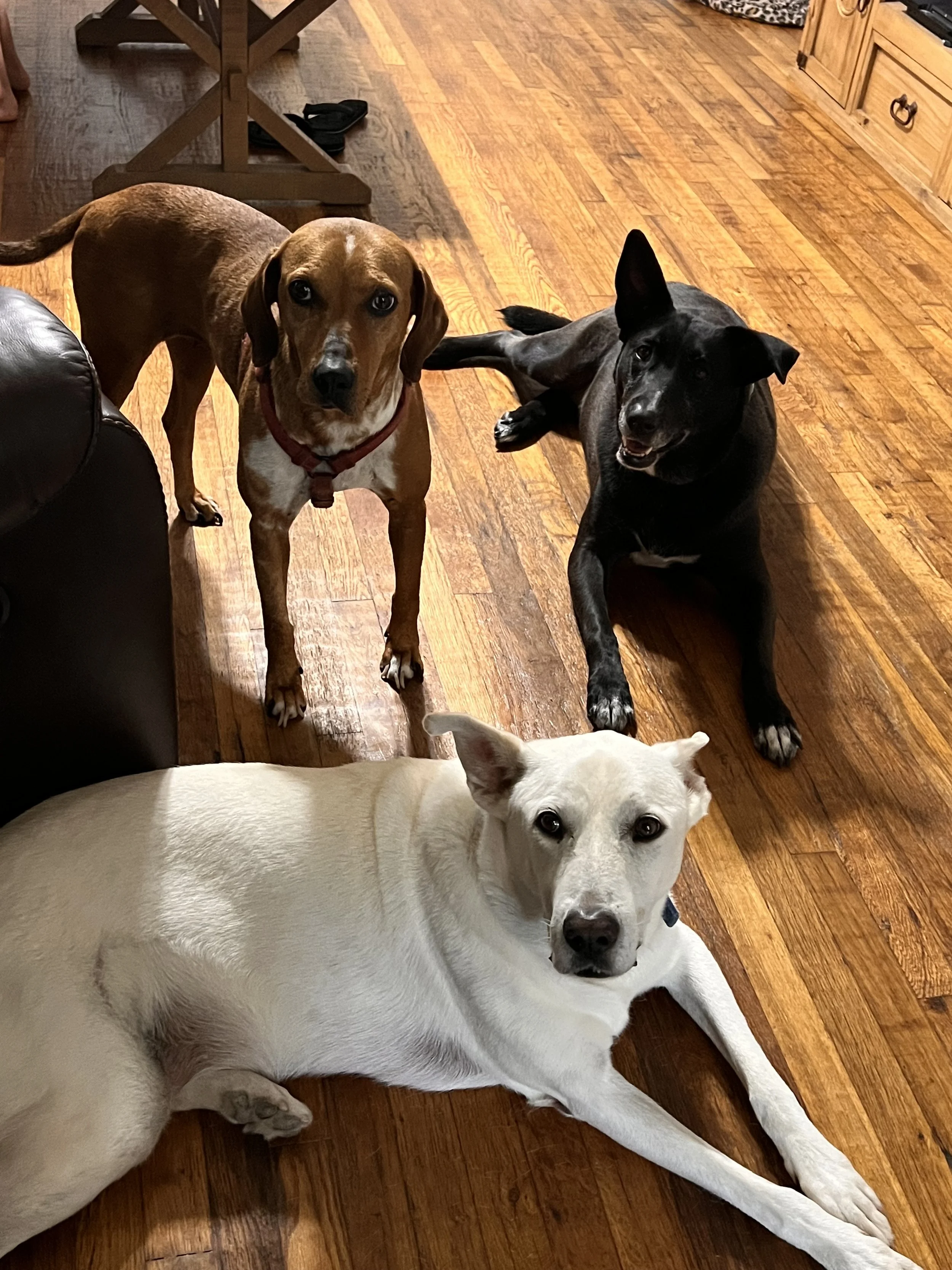 Dog Mom.