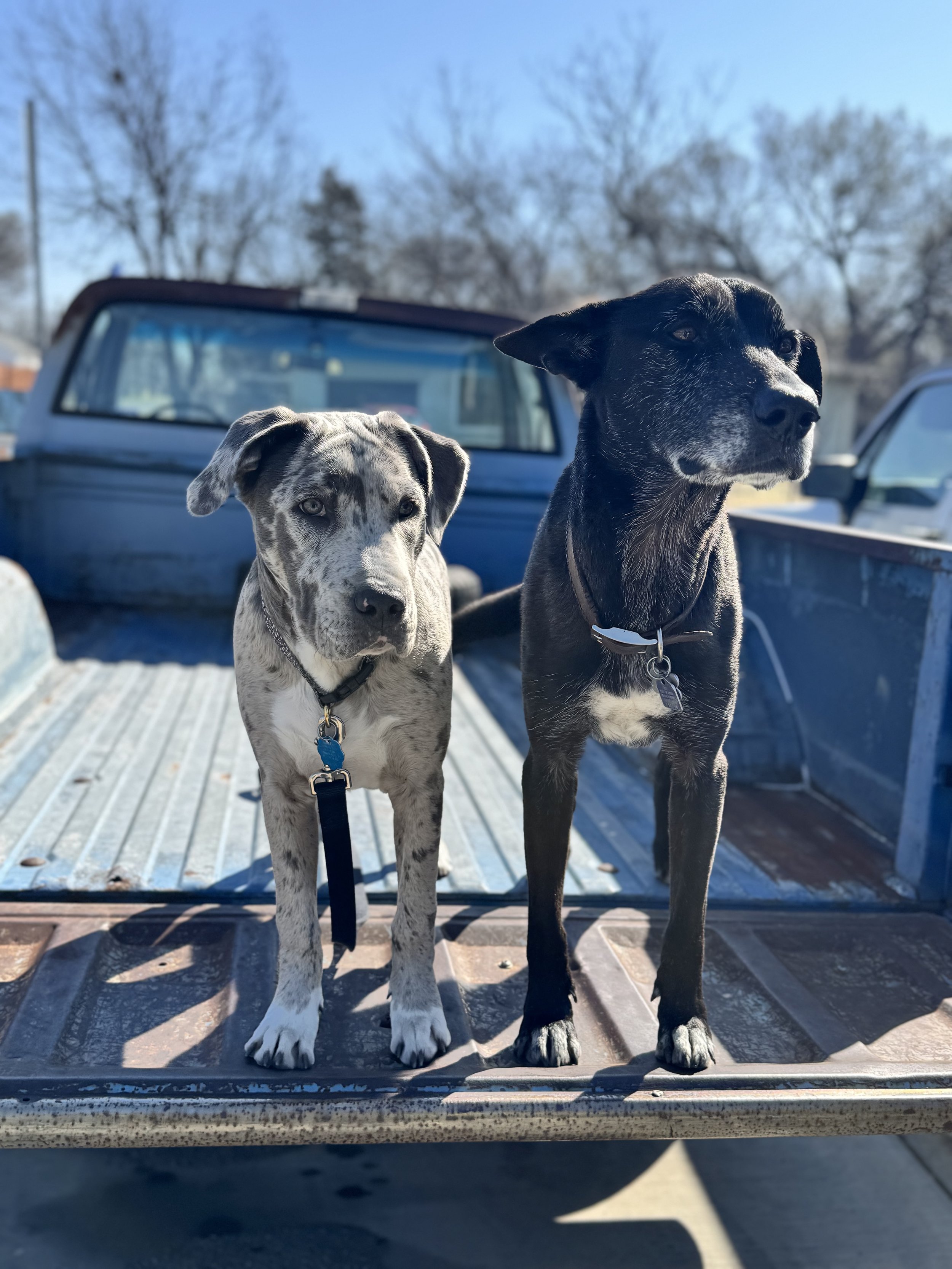 Dog Mom.
