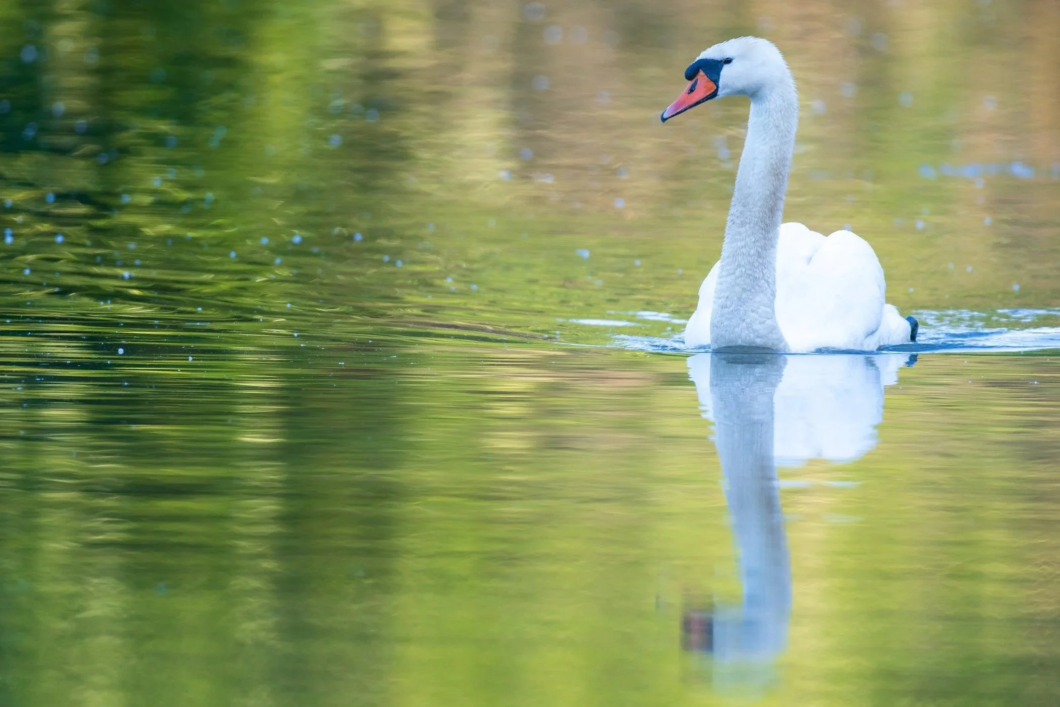 Urban Birding in Freiburg (Herbsttermin)