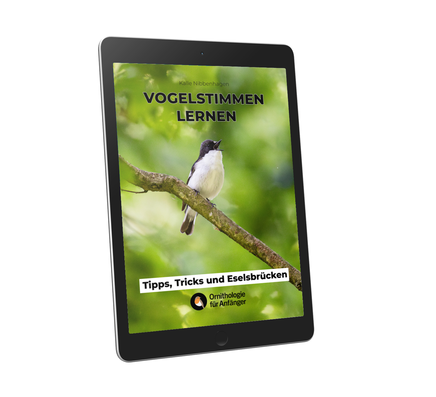 Vogelstimmen lernen - Tipps, Tricks und Eselsbrücken