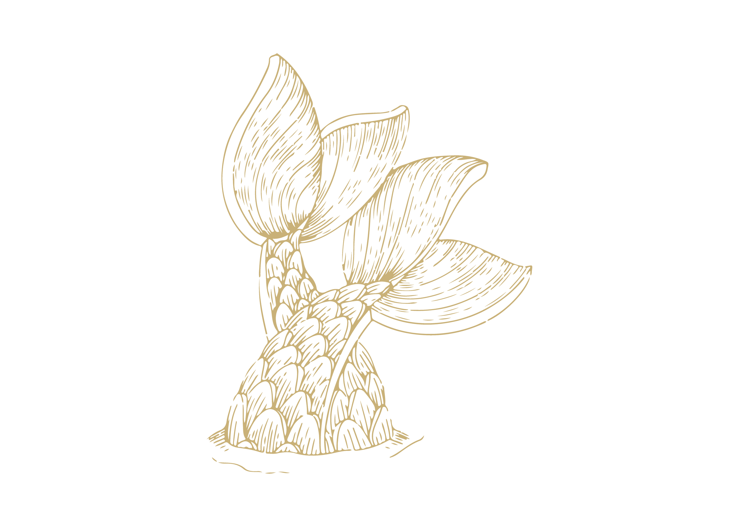 Line art illustration of a pineapple with leaves and textured surface.
