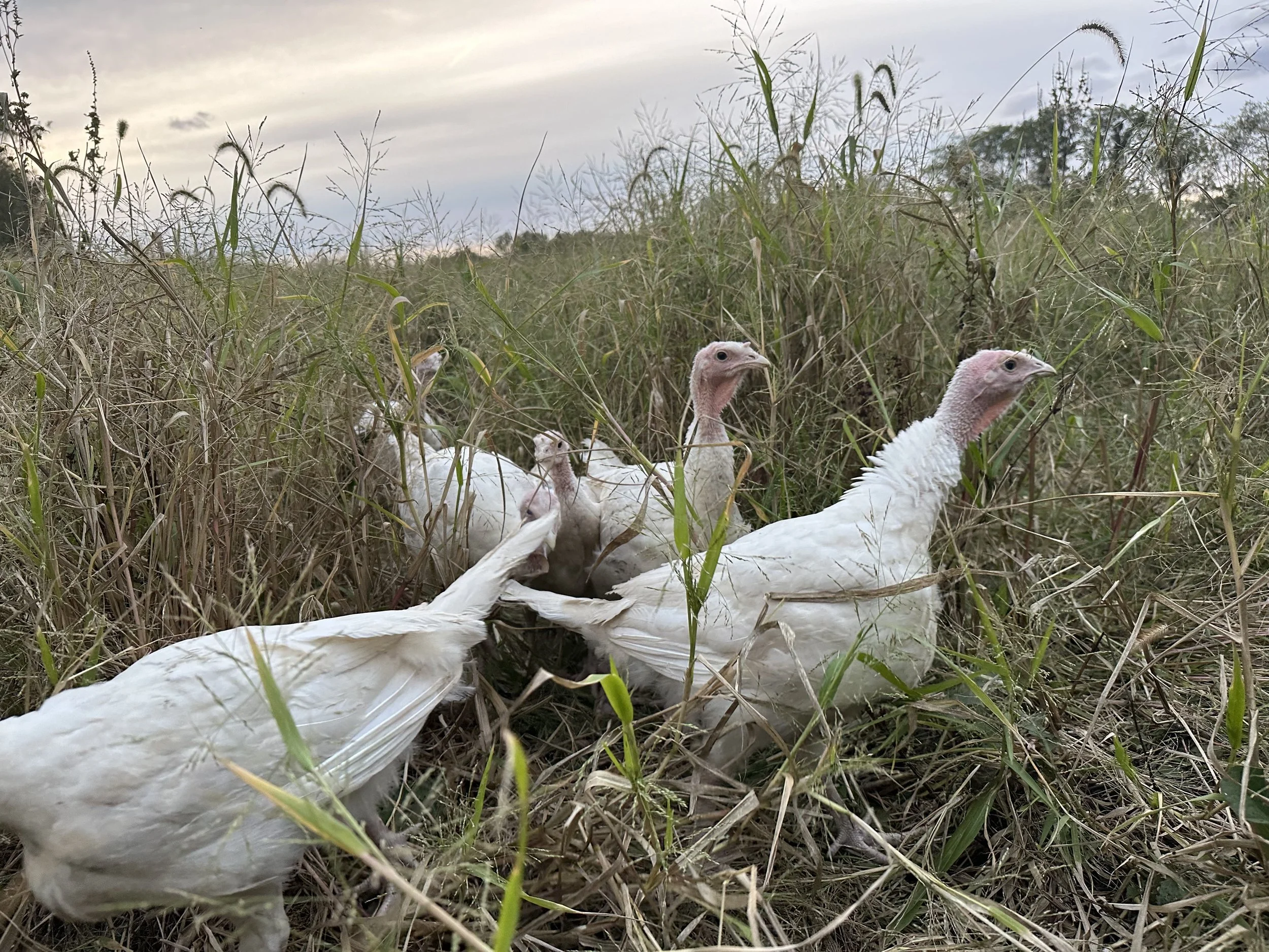 Five white chickens in a grassy field