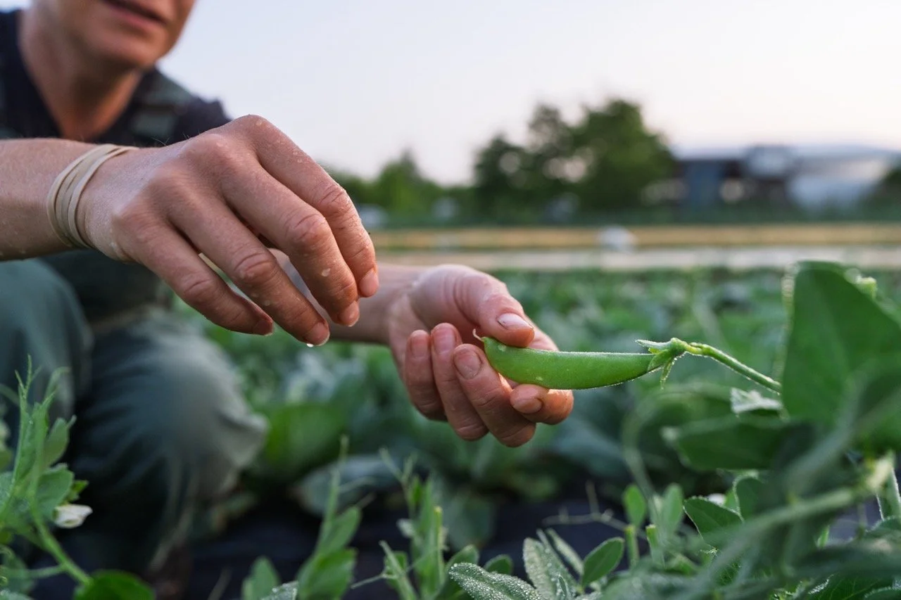 A person harvesting damp snap peas in a field