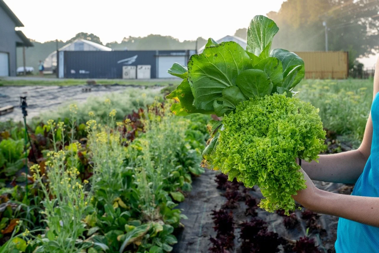 A person holding two heads of lettuce with flowering plants in the background