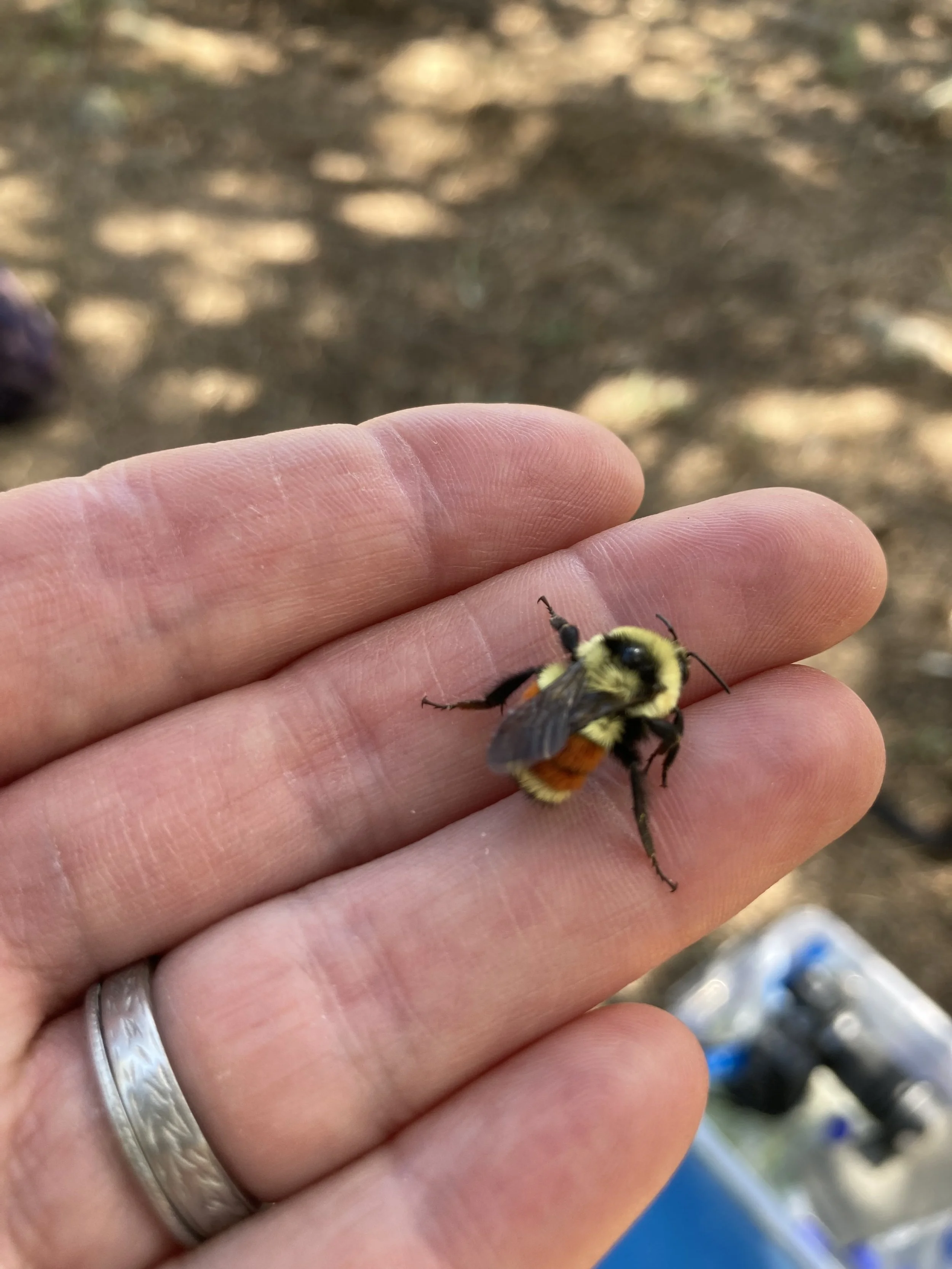 Bumble Bee Census #1