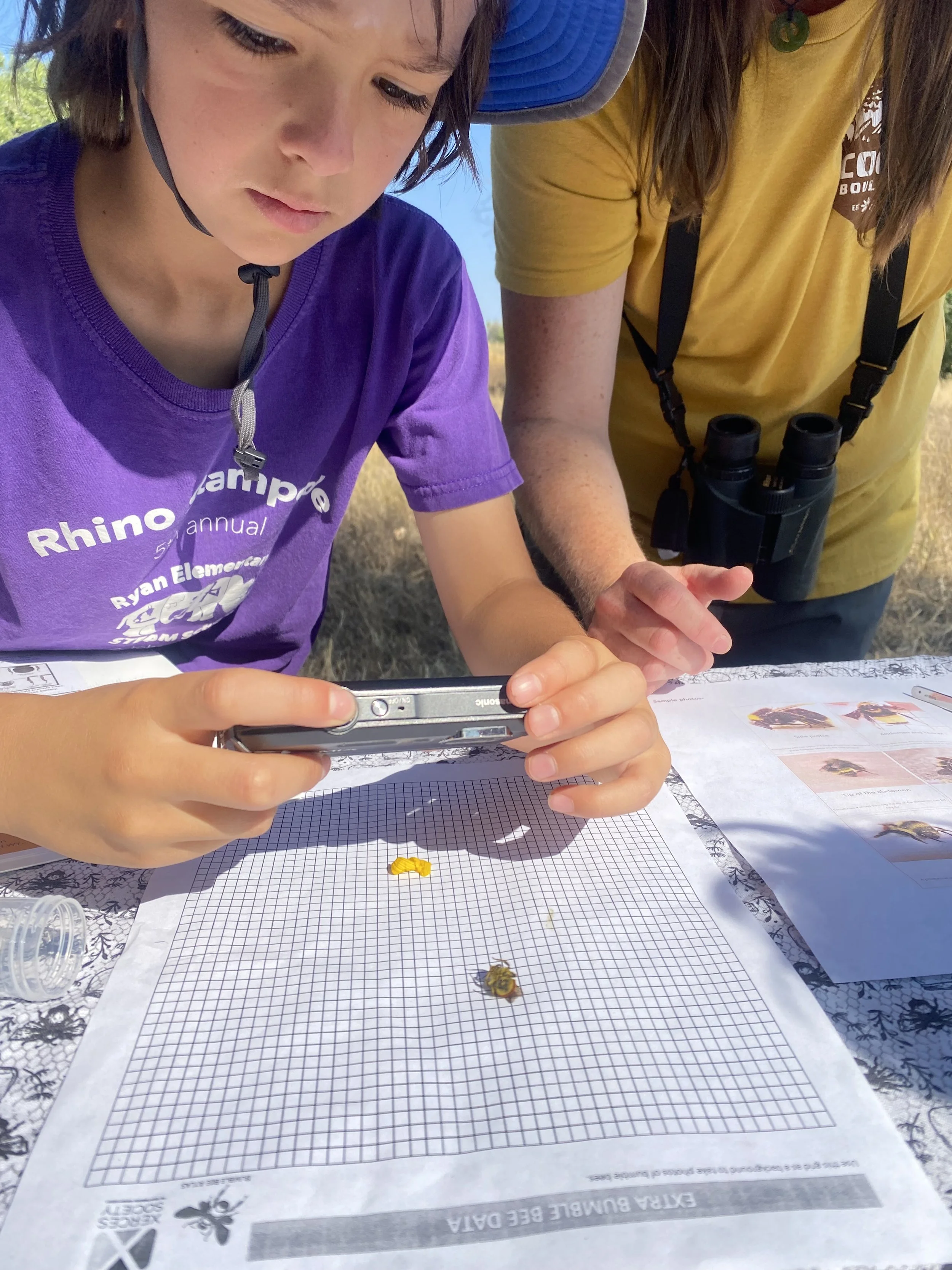 Bumble Bee Census #2