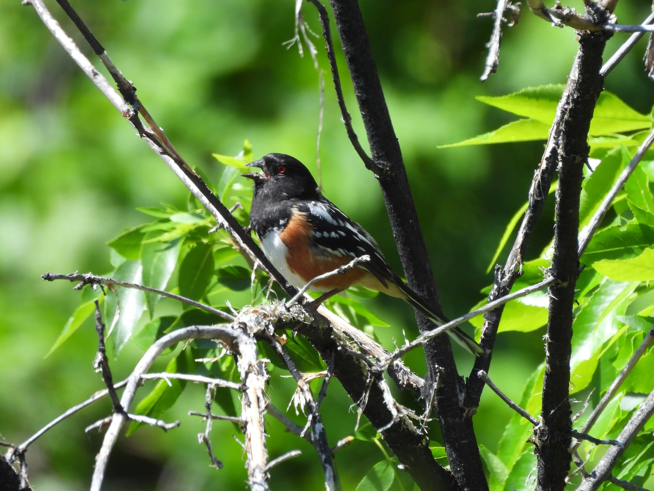 Spring Flyway Bird Walk