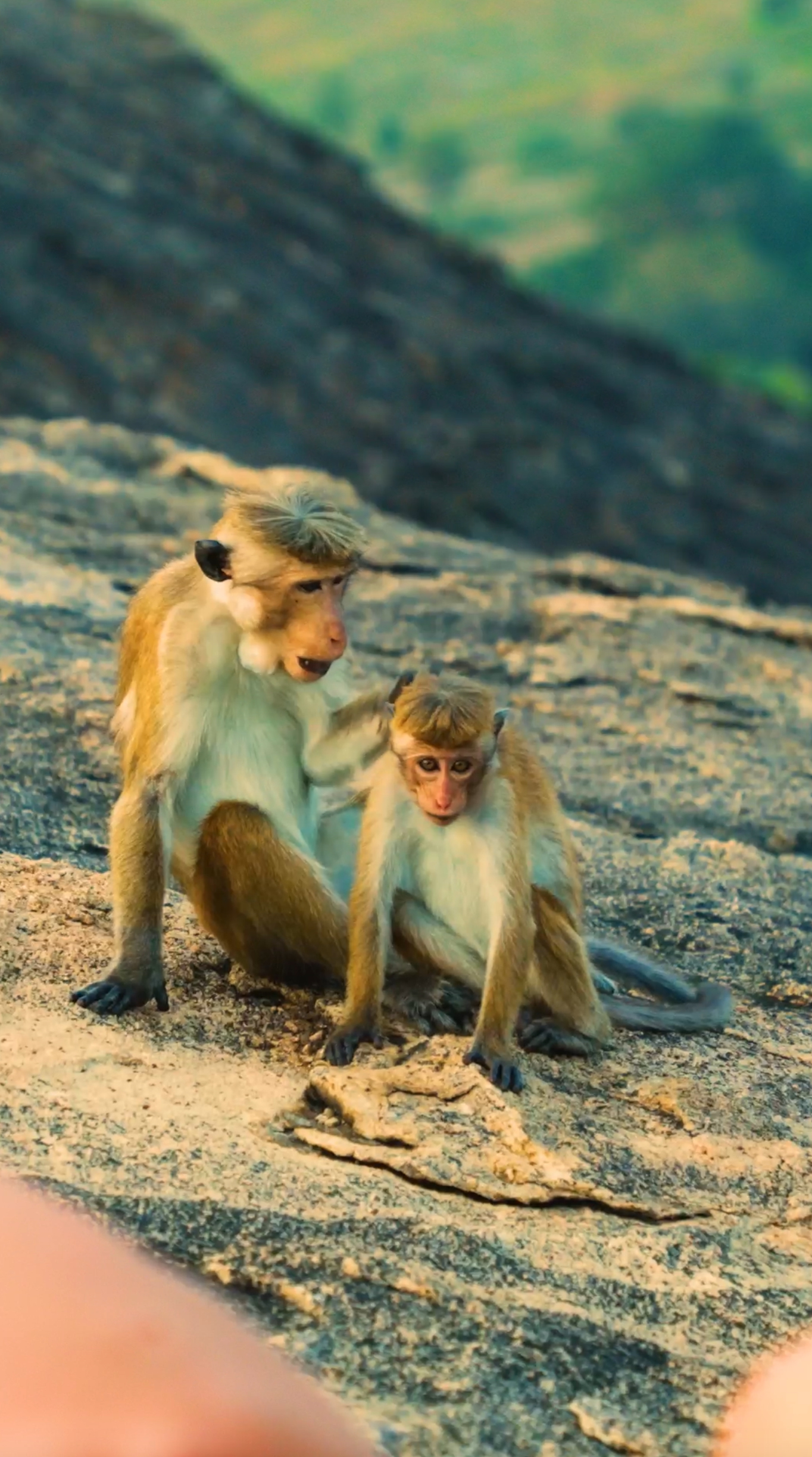 Captura de ecrã 2025-11-05, às 17.42.29.png