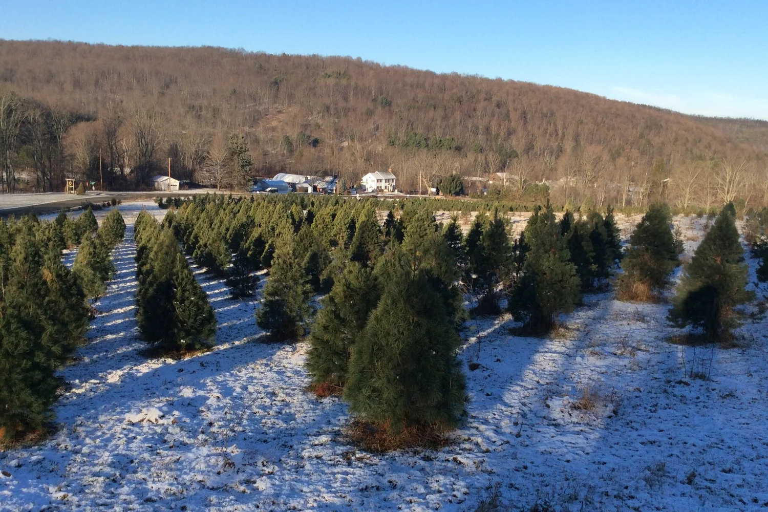 Tree Farm & Gift Shop — Mann's Country Gardens