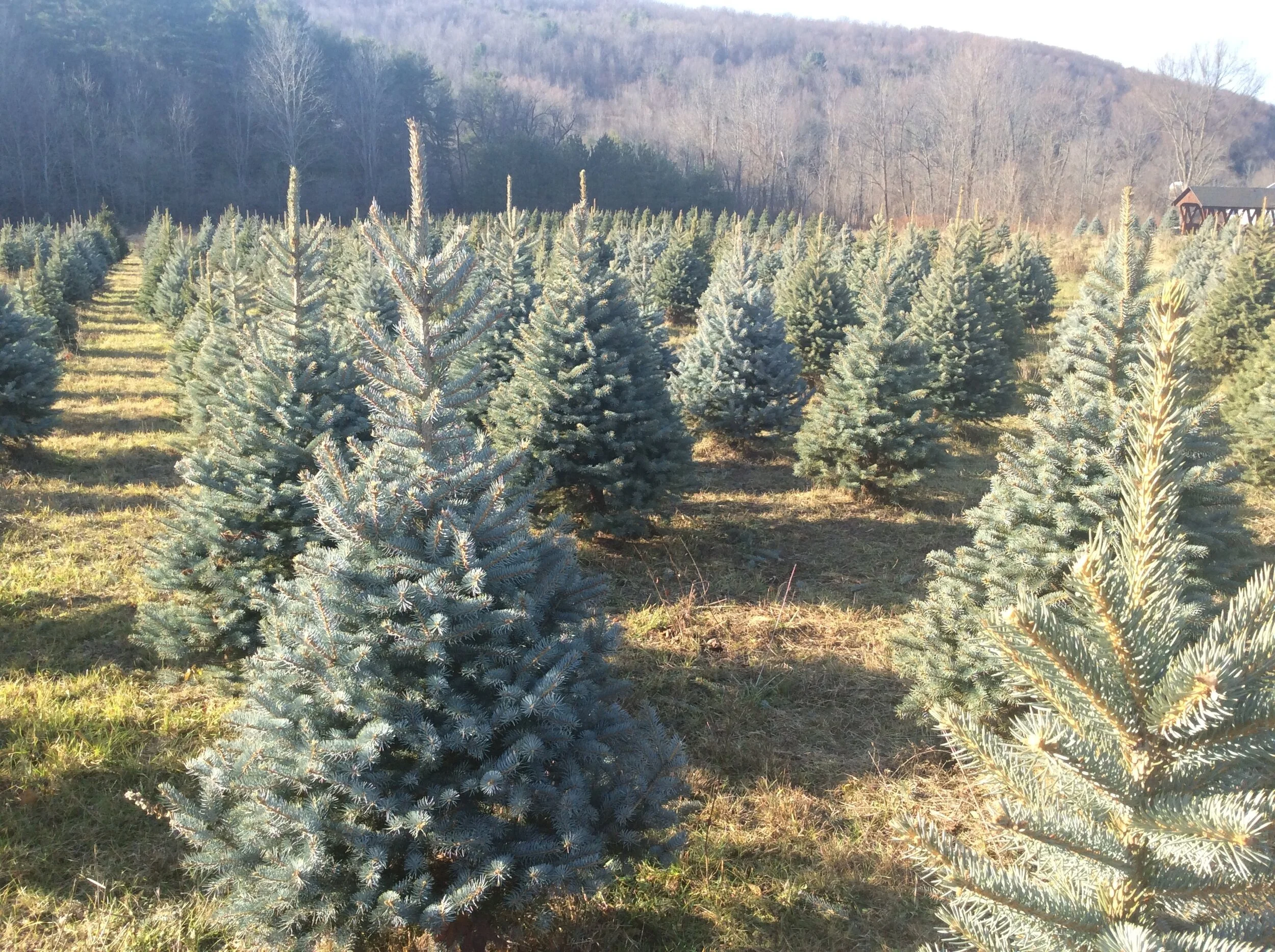 Tree Farm & Gift Shop — Mann's Country Gardens
