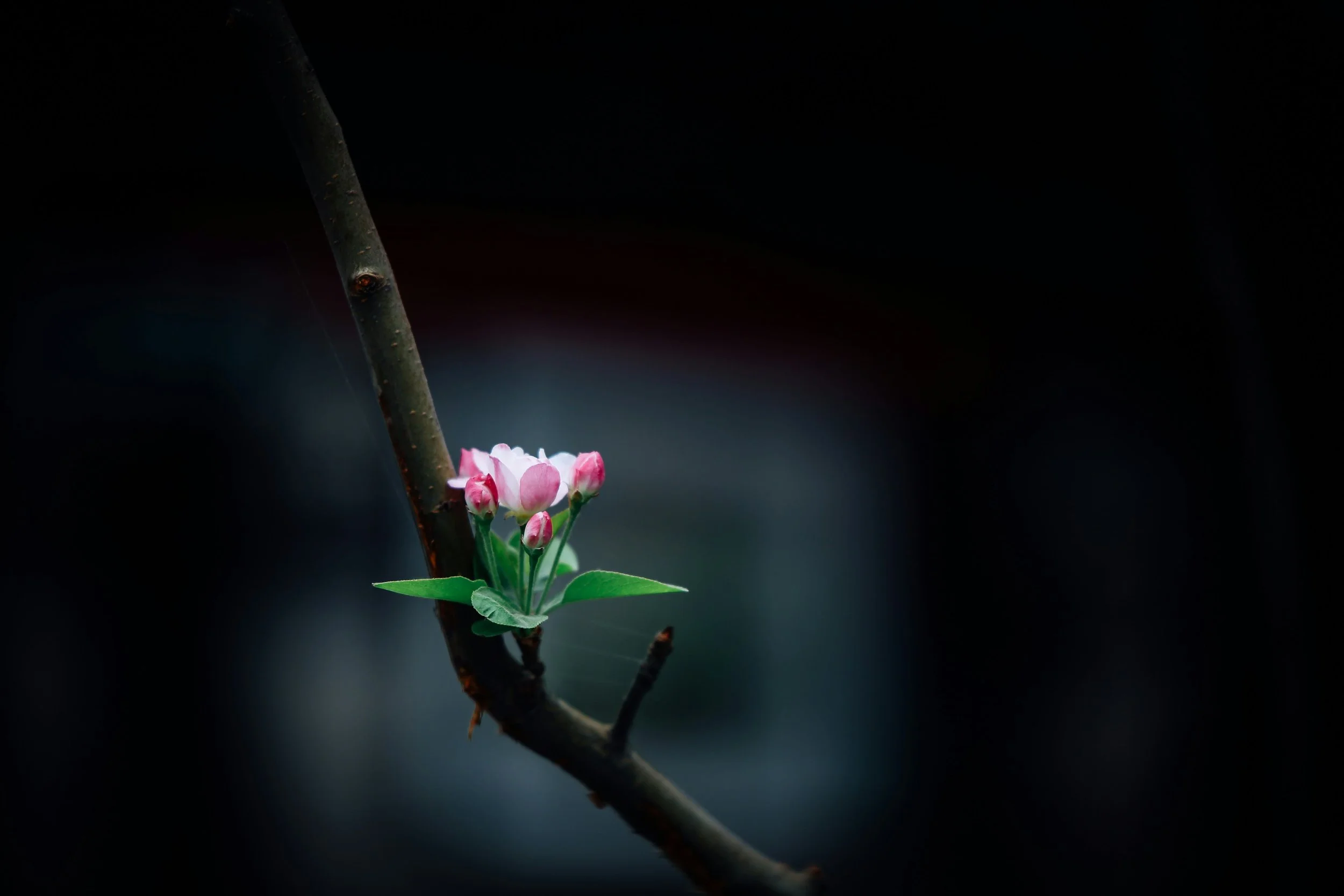 Pink flower growing from a branch, symbolizing trauma healing and learning to take up space safely
