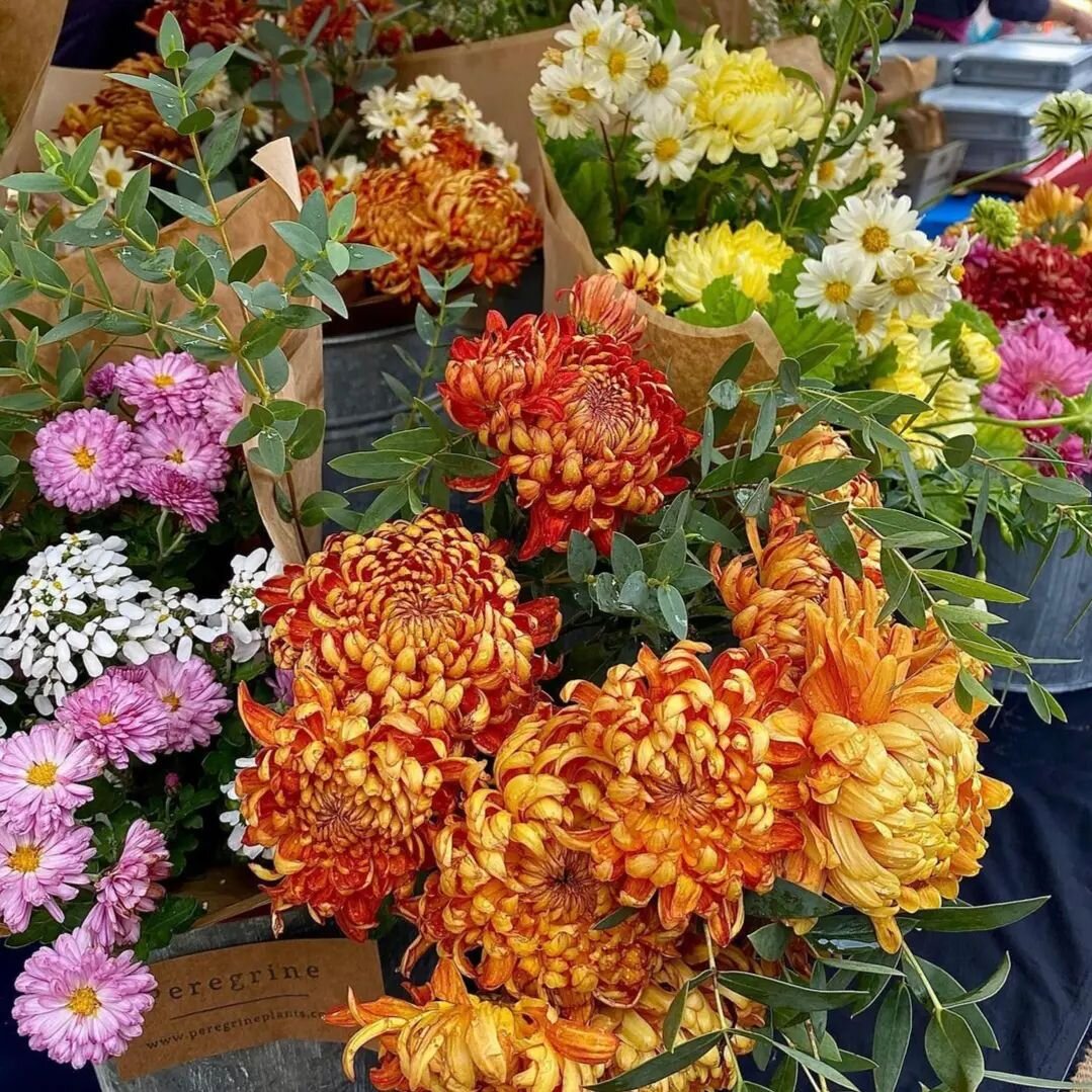 Thanks for this lovely 📷 from @victoria__hopper from my stall @thefromeindependent market last Sunday. The best of my autumn colours on display - what a season for chrysanthemum 💚 
I've started trading with @somersetfarmersmarketsuk and can be foun