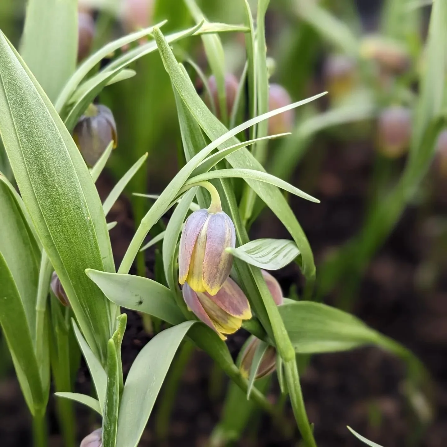 Fritillaria uva-vulpus in bloom, in the tunnel