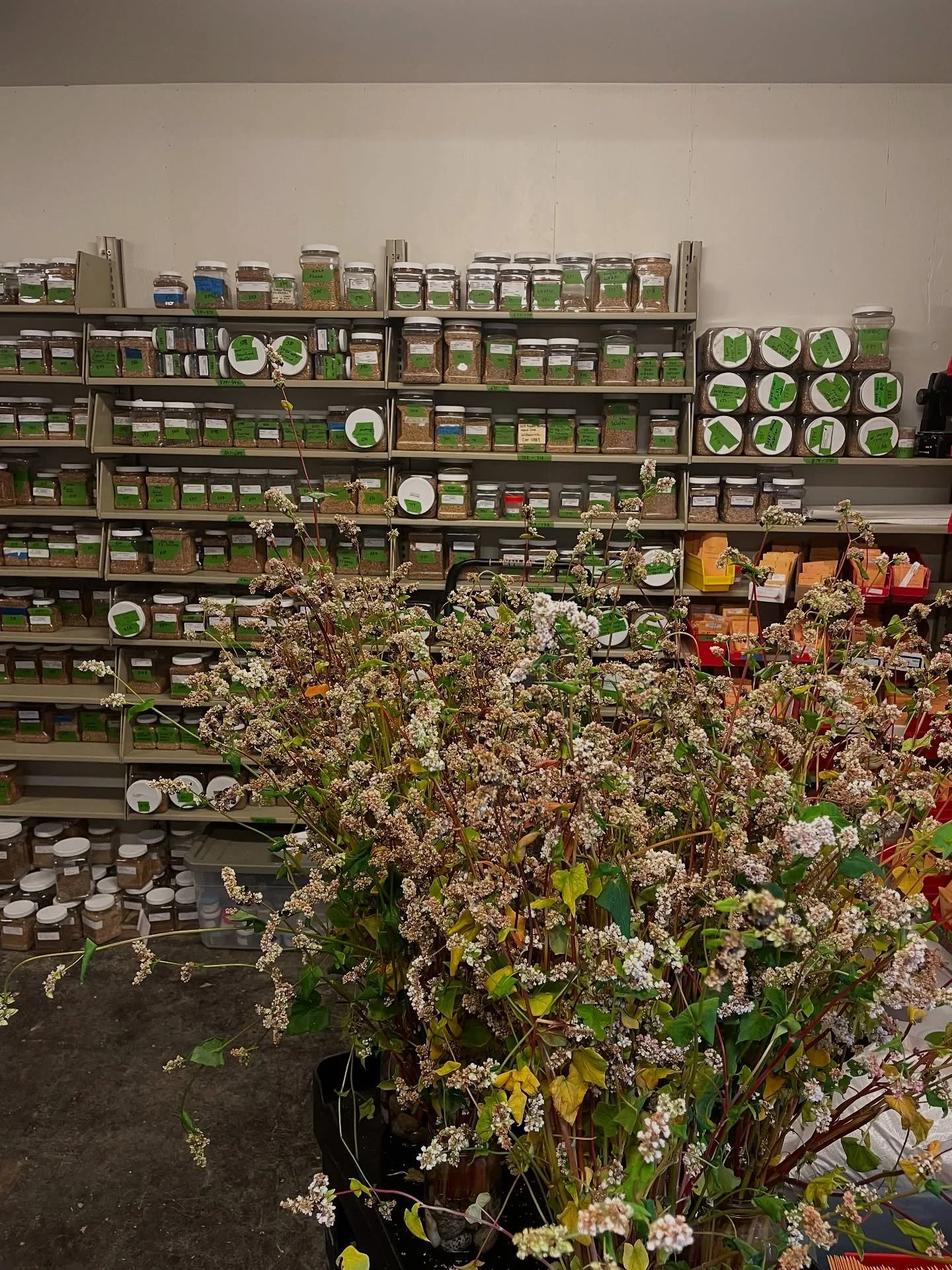 Thank you to the @wsu_bread_lab and @chimacumgrain for having me up for the Buckwheat Festival - it was a pleasure working with everyone and getting to eat so many good buckwheat things. @thedustedstone &amp; @meldarbyshire are just the best to be on