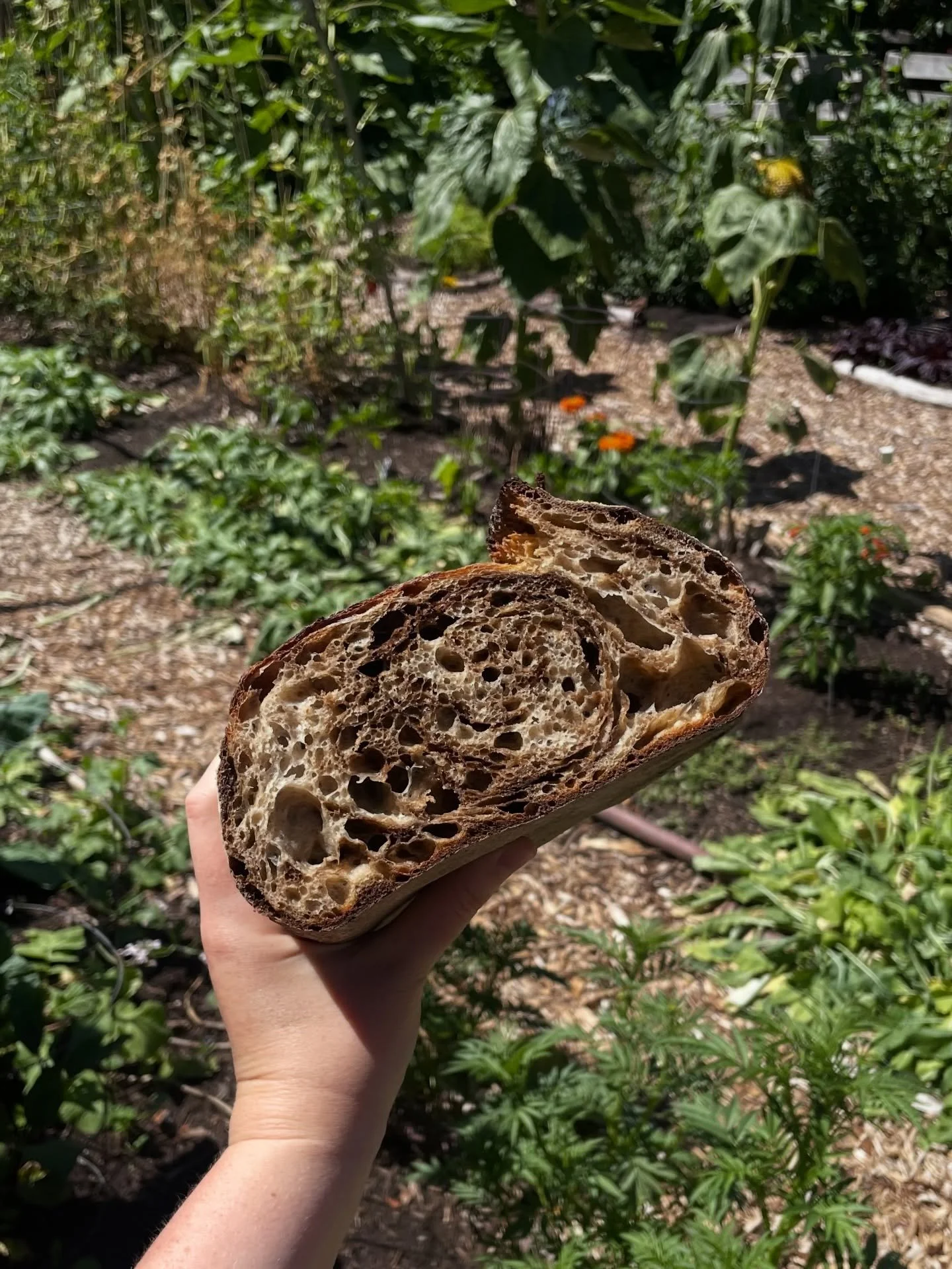 marbled rye in the sunshine 🌞