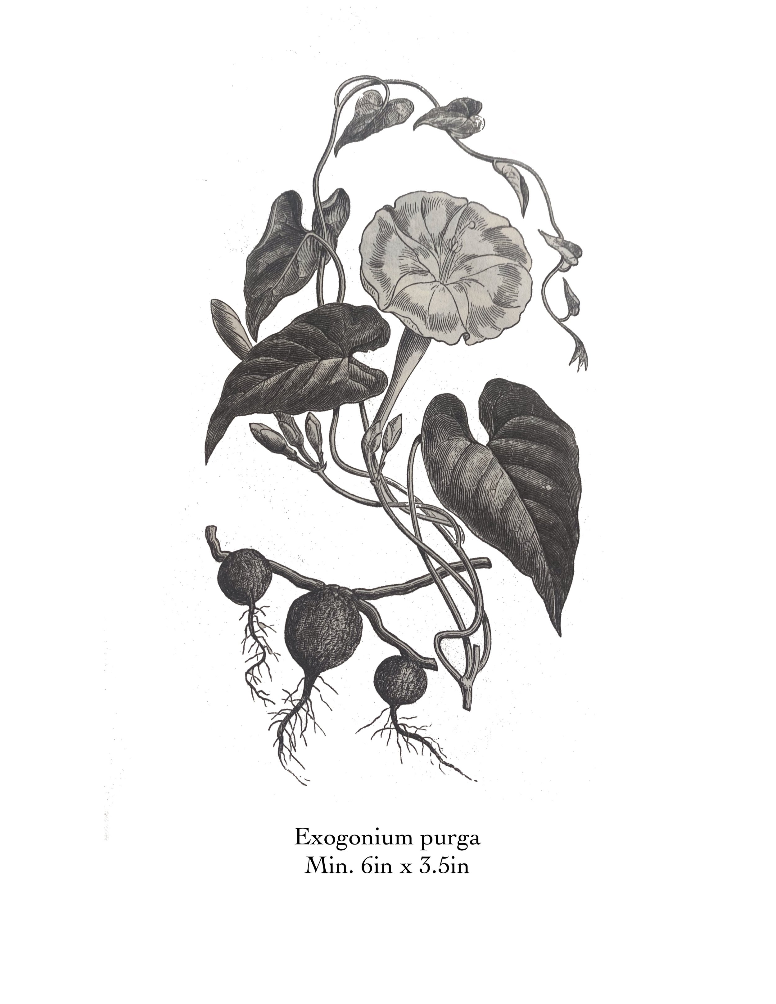 exogonium purga.jpg