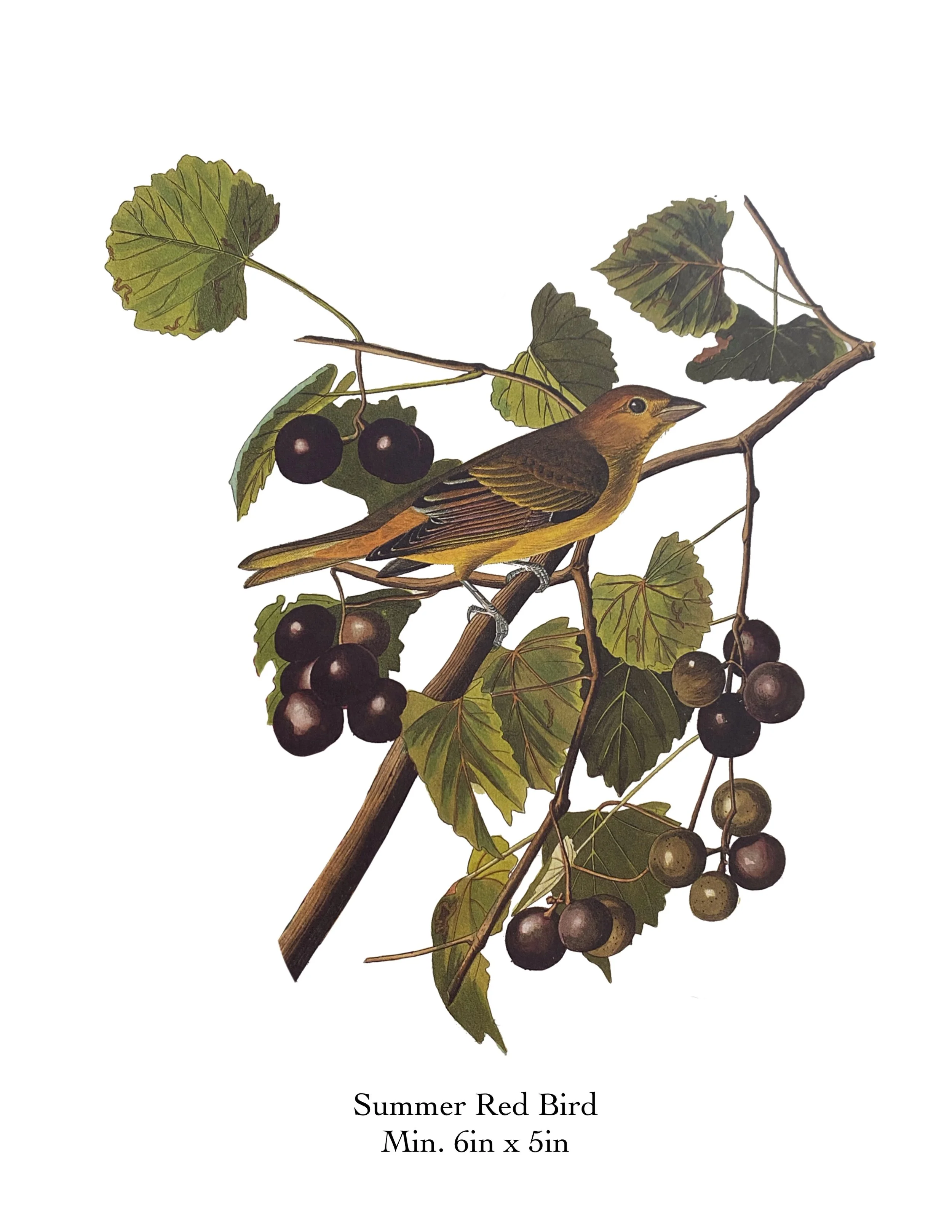 Summer Red Bird.jpg