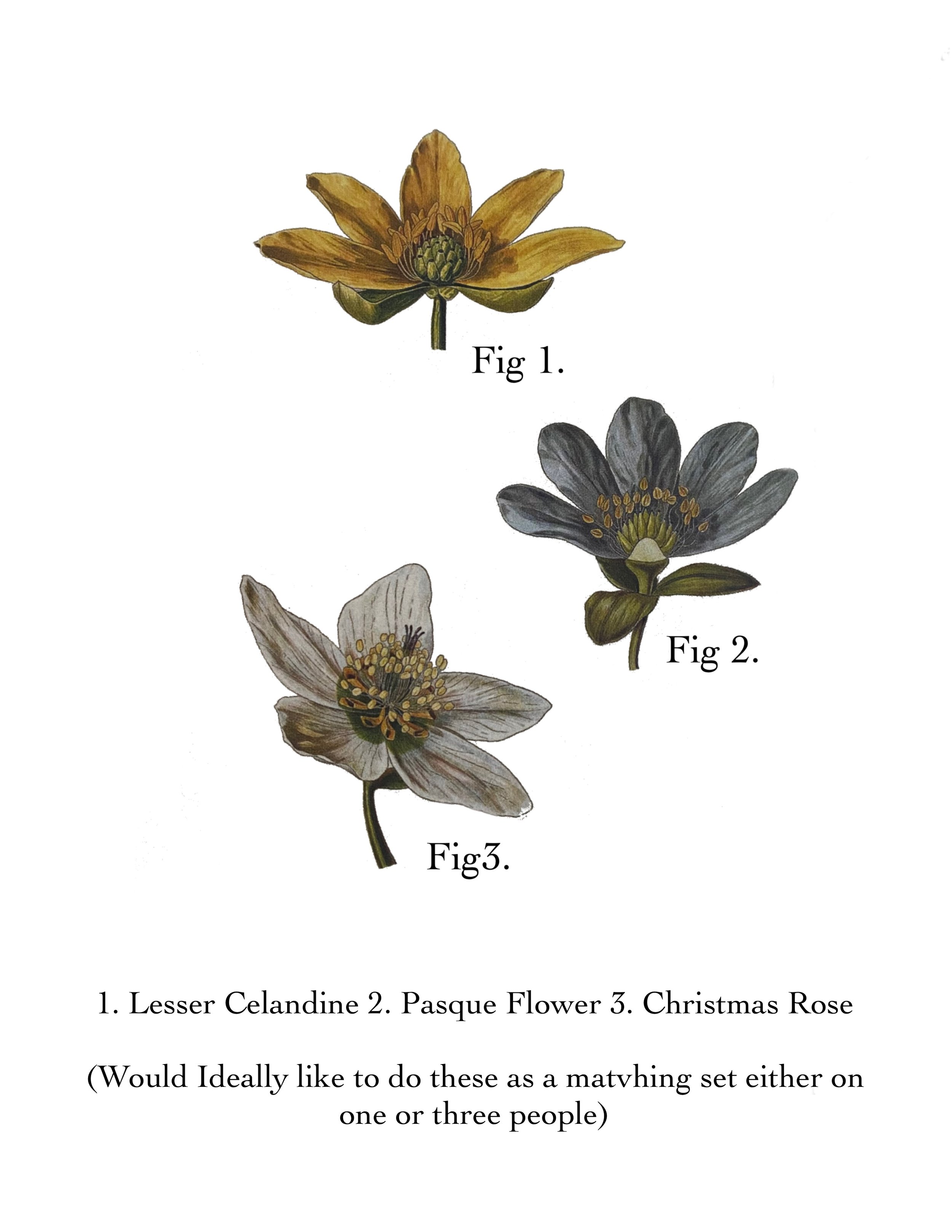 three flowers.jpg