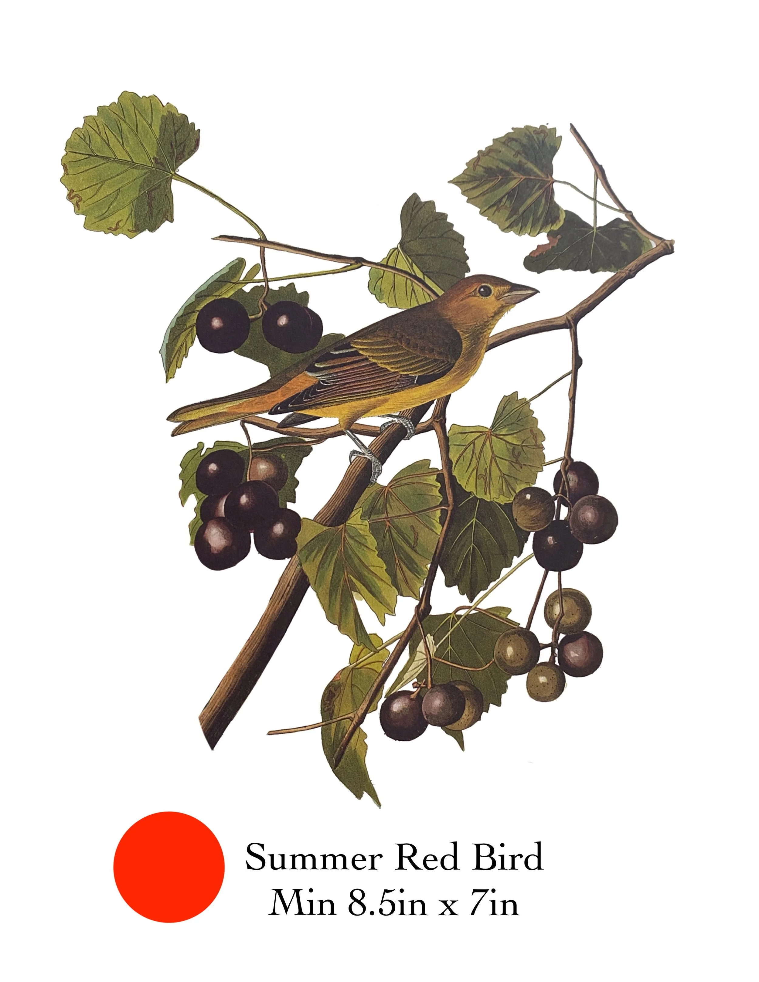 Florida_Red_Bird copy.jpeg