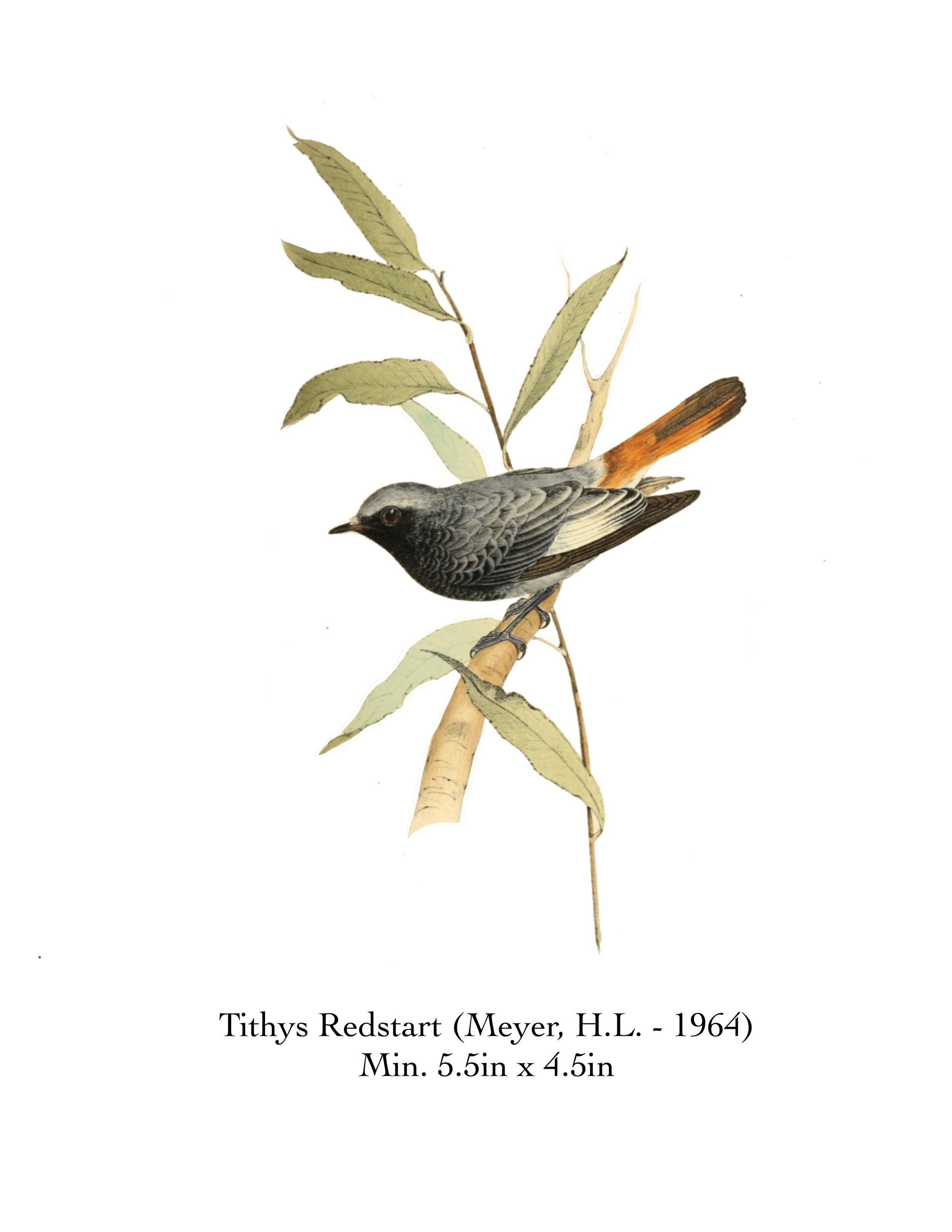 TITHYS REDSTART.jpg
