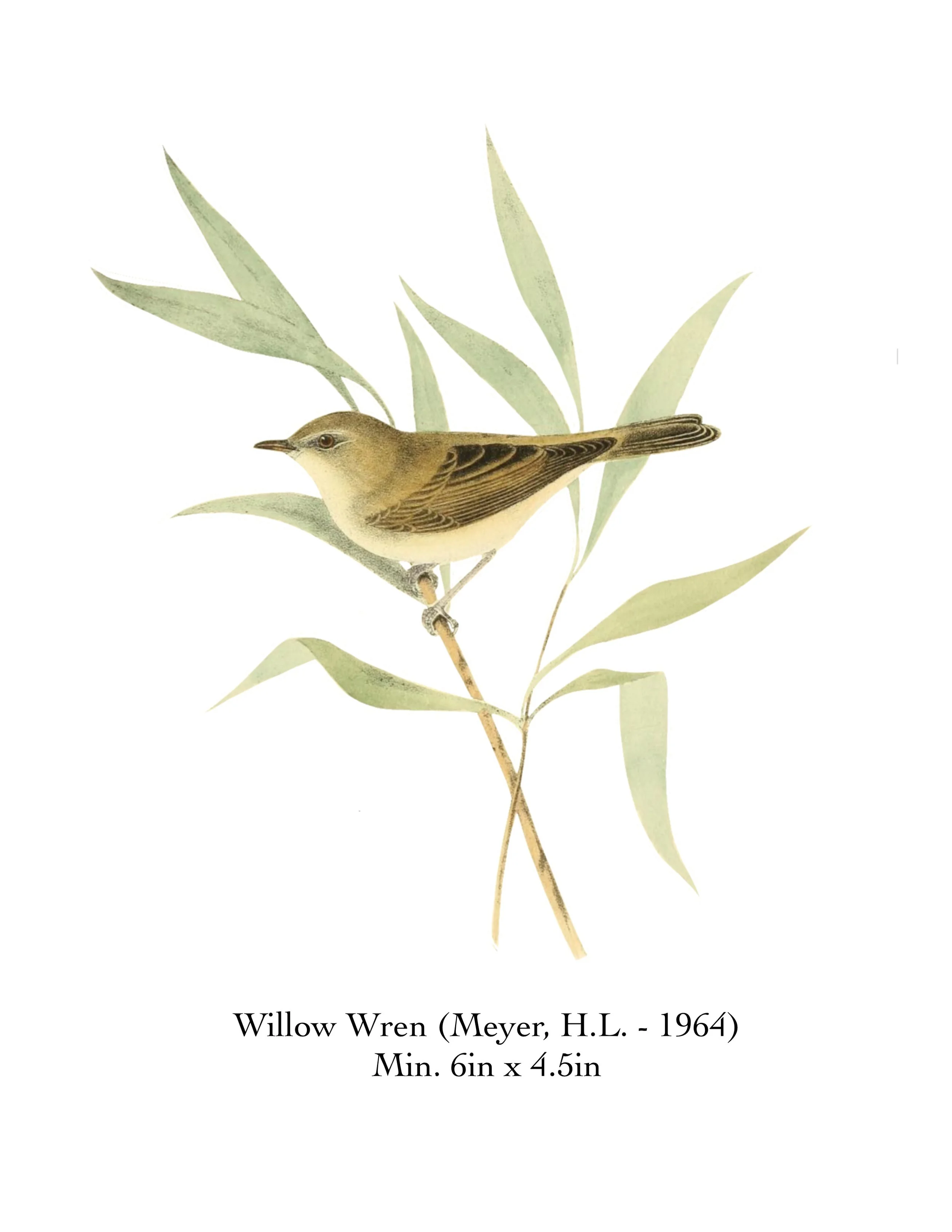 Willow Wren.jpg