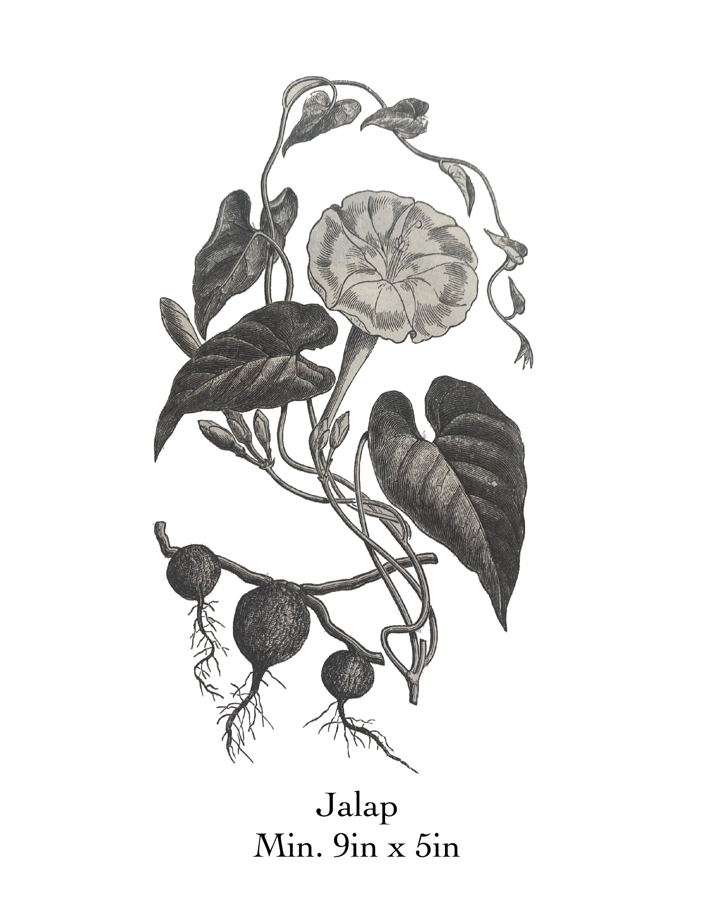 Large_Flowers_1. 3.jpg