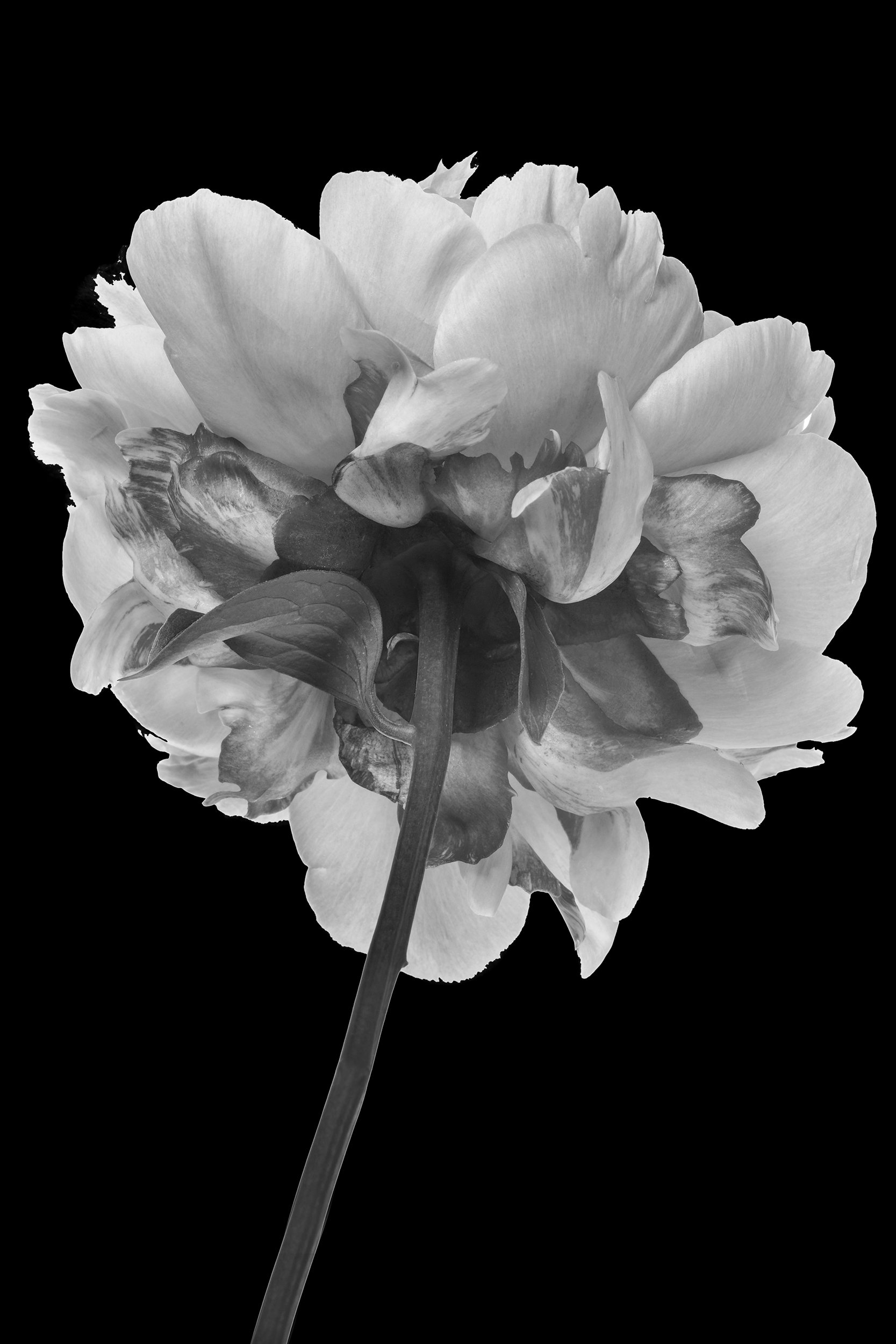 Flowerbacks 009.jpg