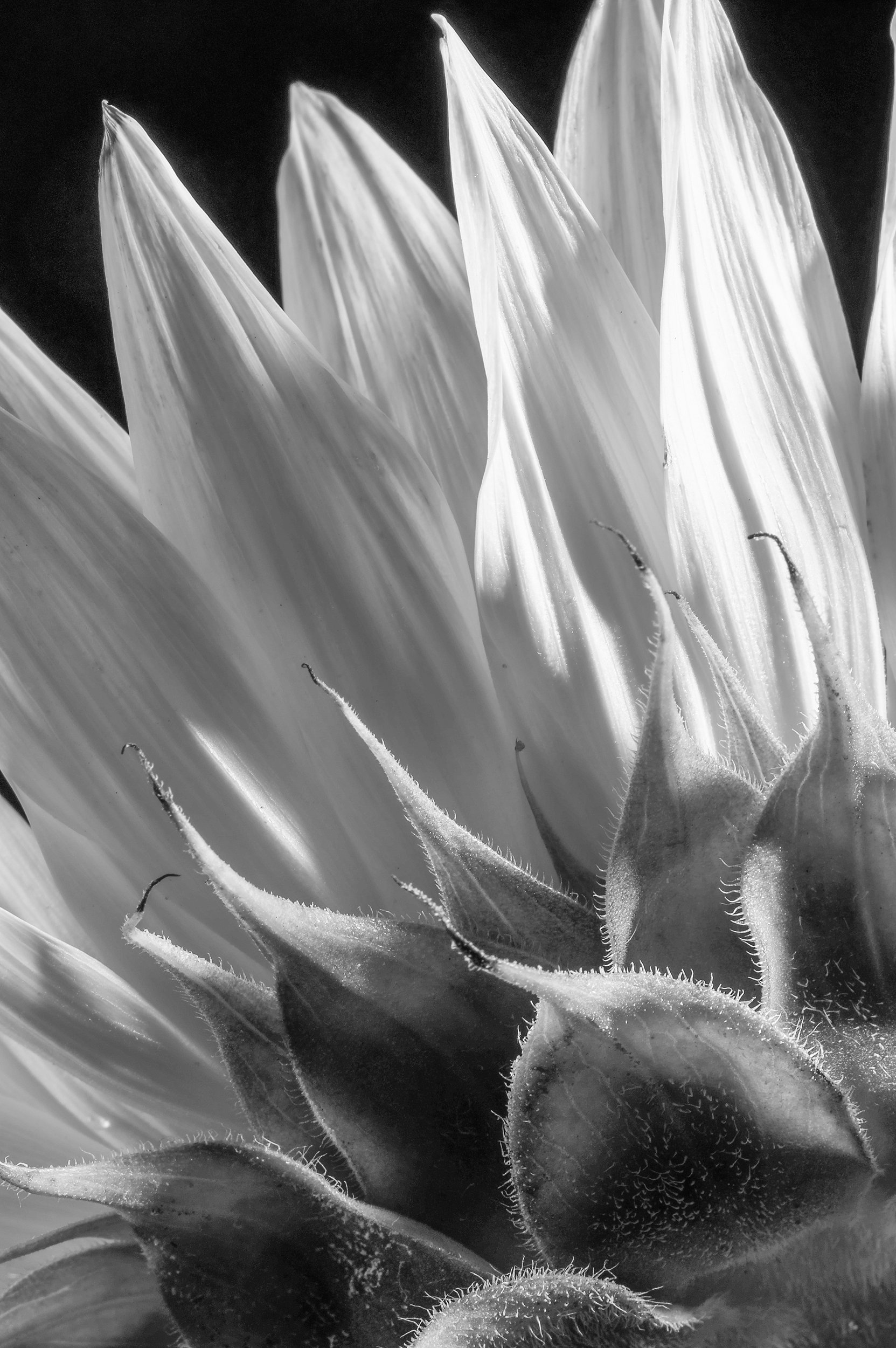 Les Fleurs-049-2.jpg