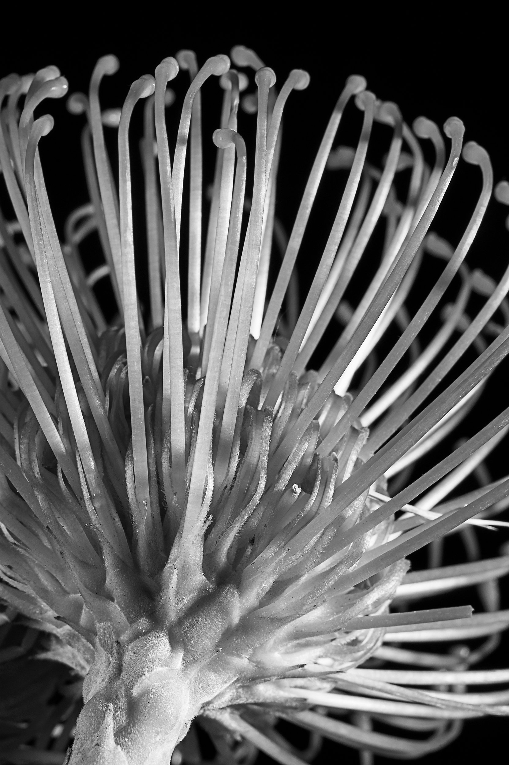 Les Fleurs-080-2 B&W.jpg