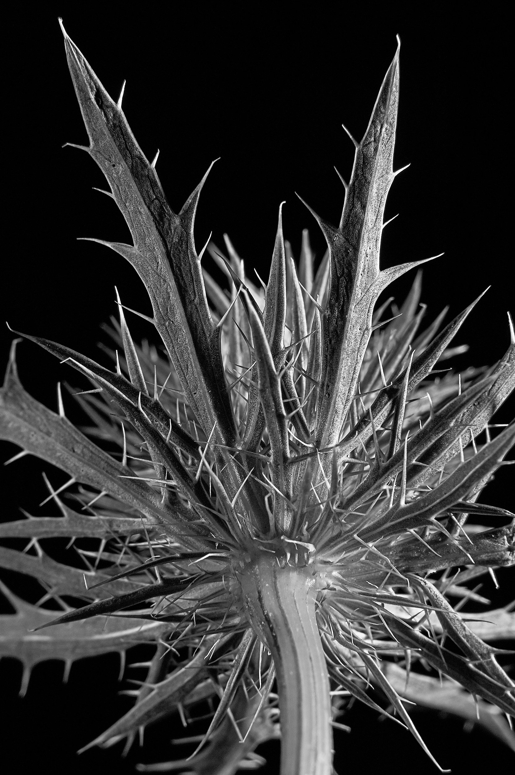 Les Fleurs-091-2 B&W.jpg