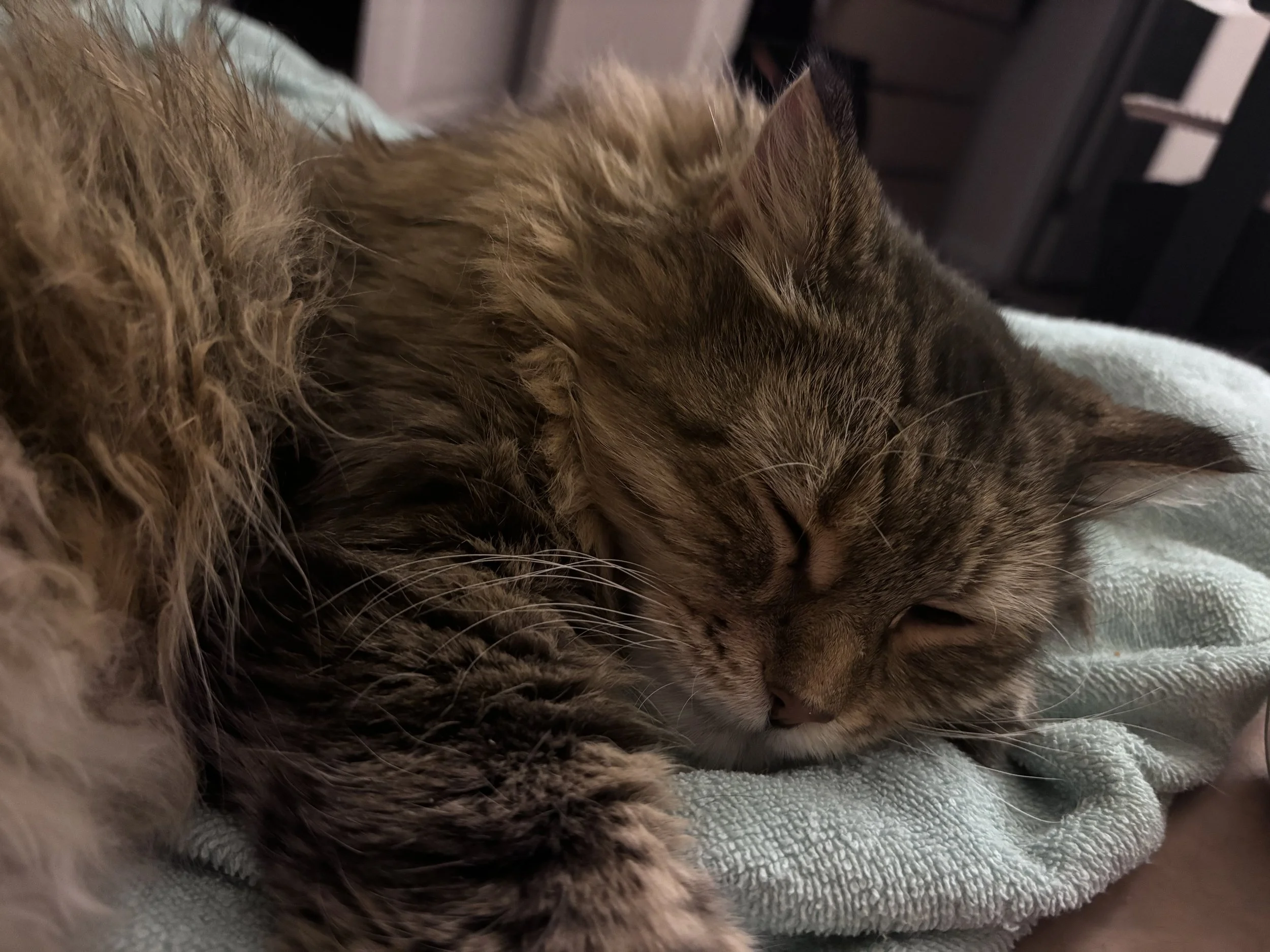 the-3-3-3-rule-my-grandfather-s-cat
