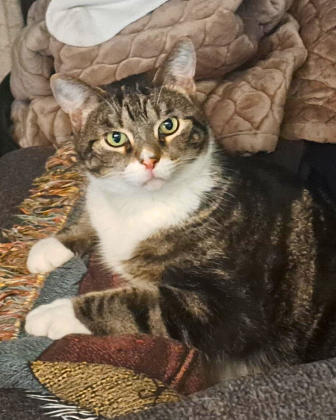 Social Adoptable 2 - 2025-08-20T083052.466.png