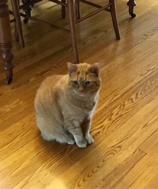 IMG_3967.jpeg