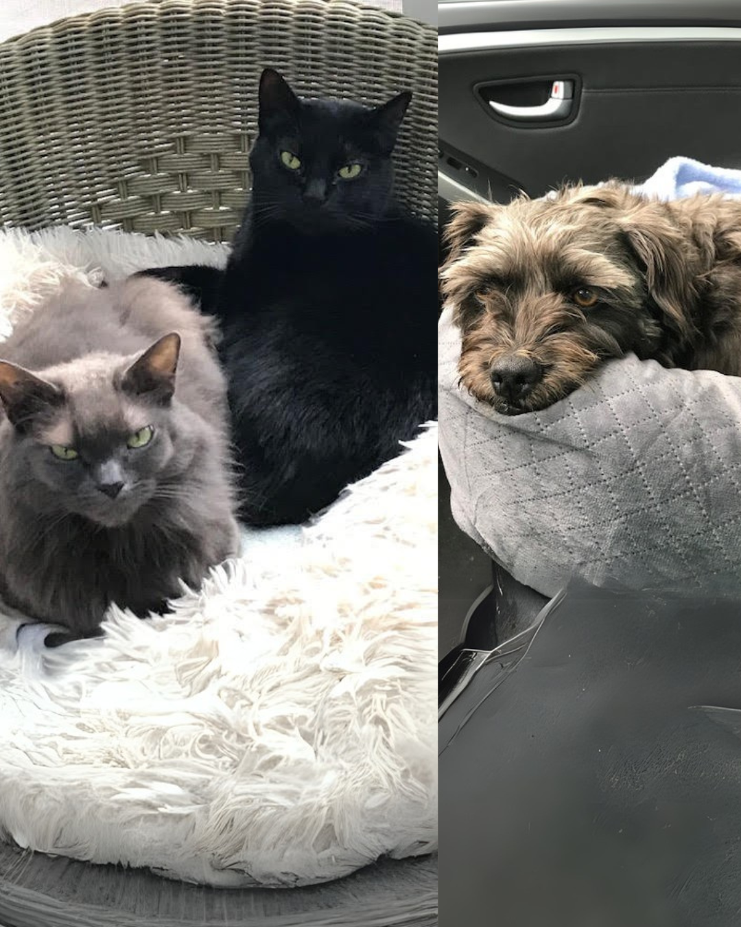 Social Adoptable - 2025-11-25T133924.351.png