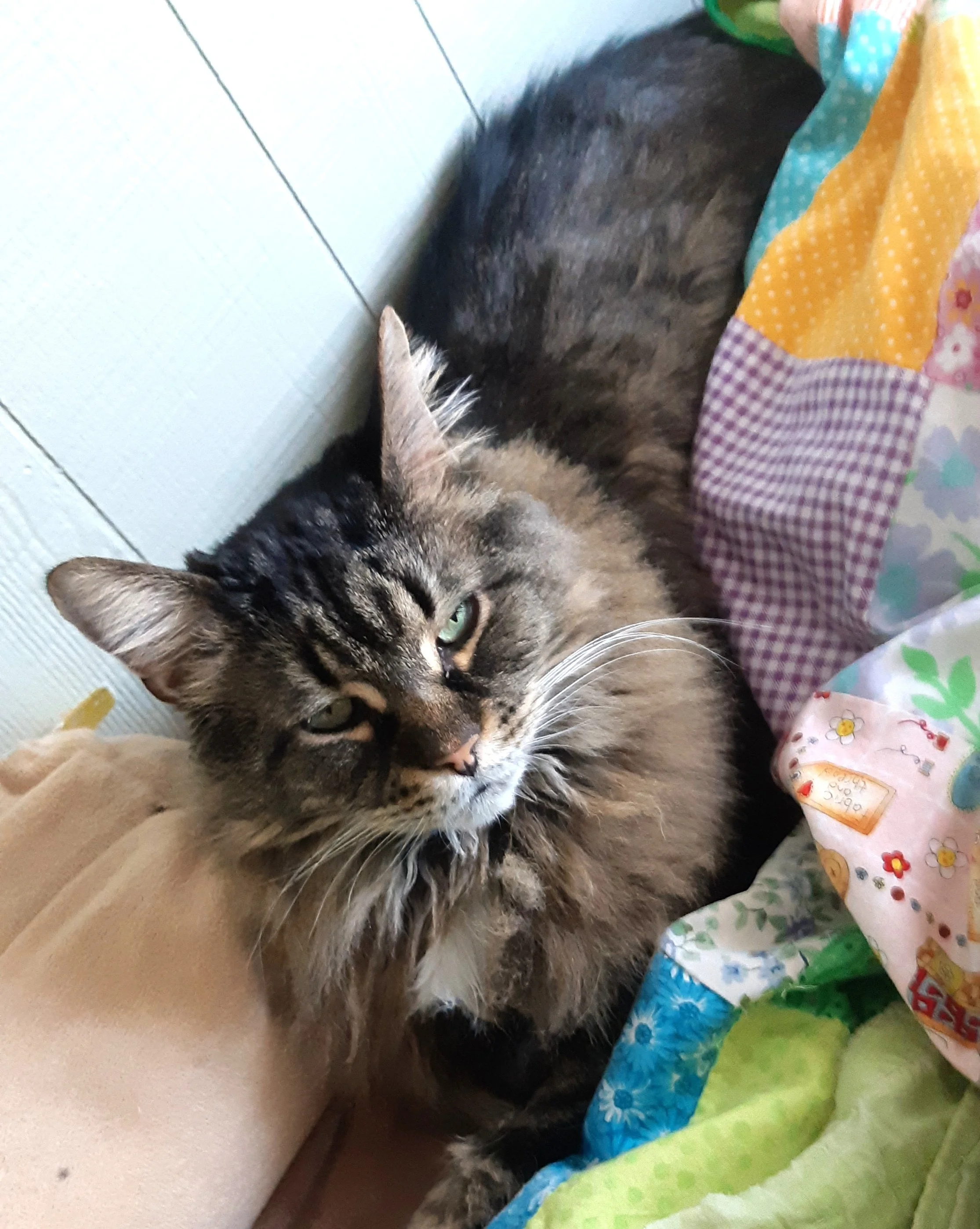 Finnegan2.jpg