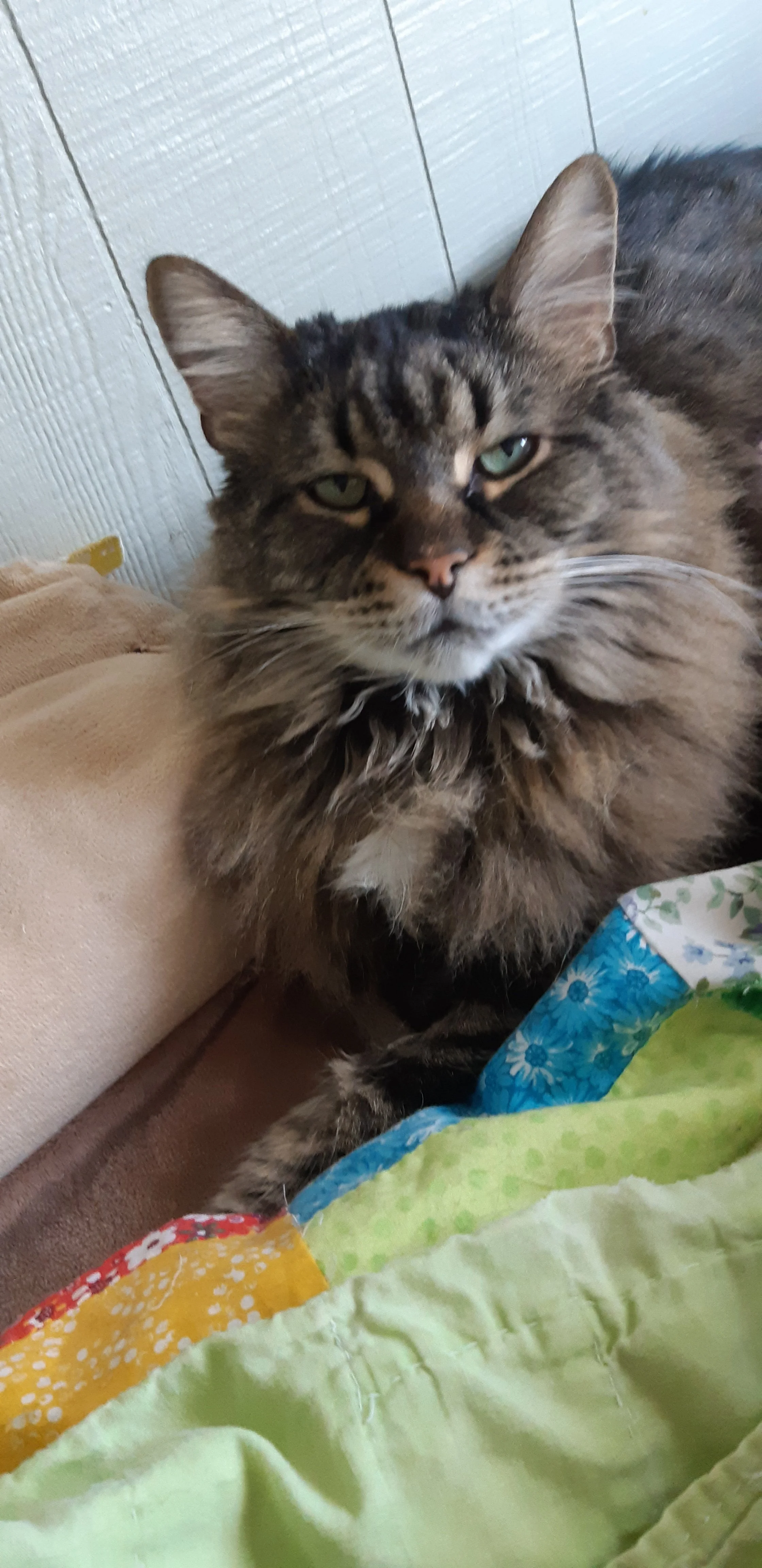 Finnegan.jpg