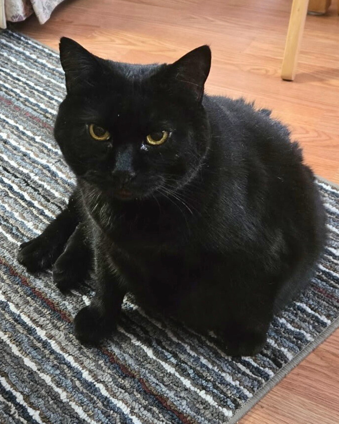 Social Adoptable 2 - 2025-12-19T083358.652.png