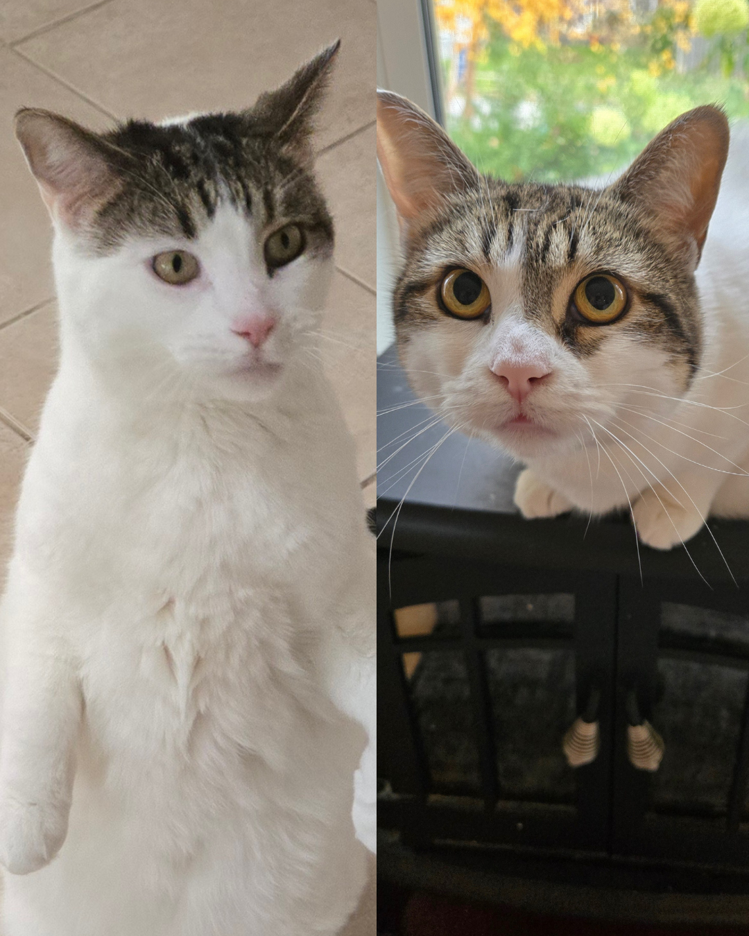 Social Adoptable 2.png