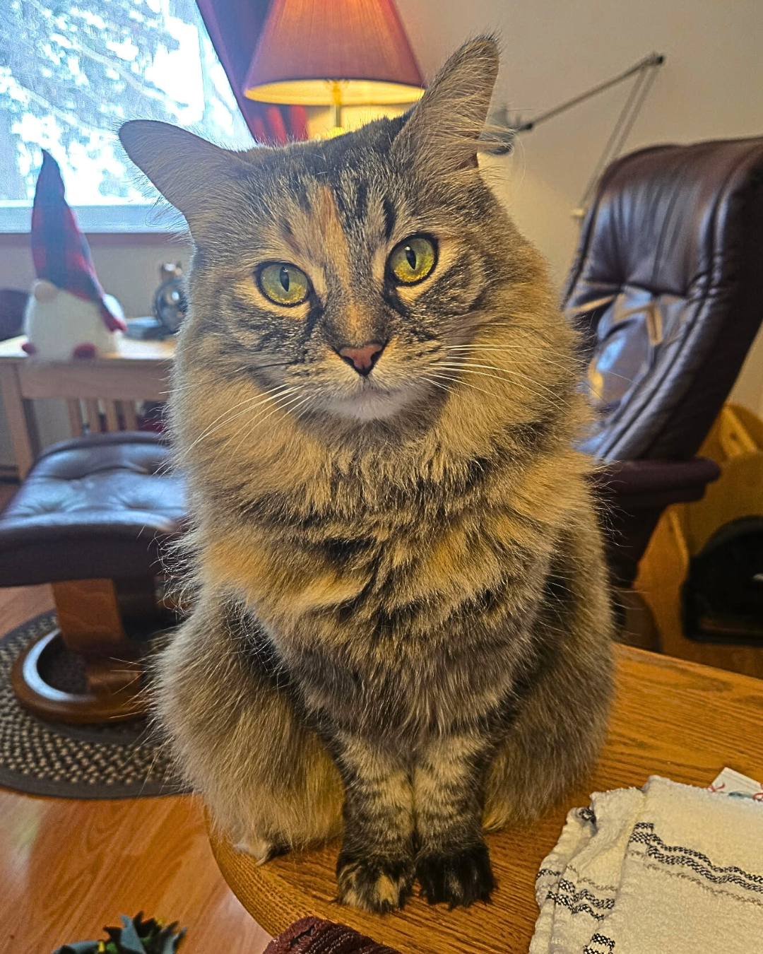 Social Adoptable 2 (1).png