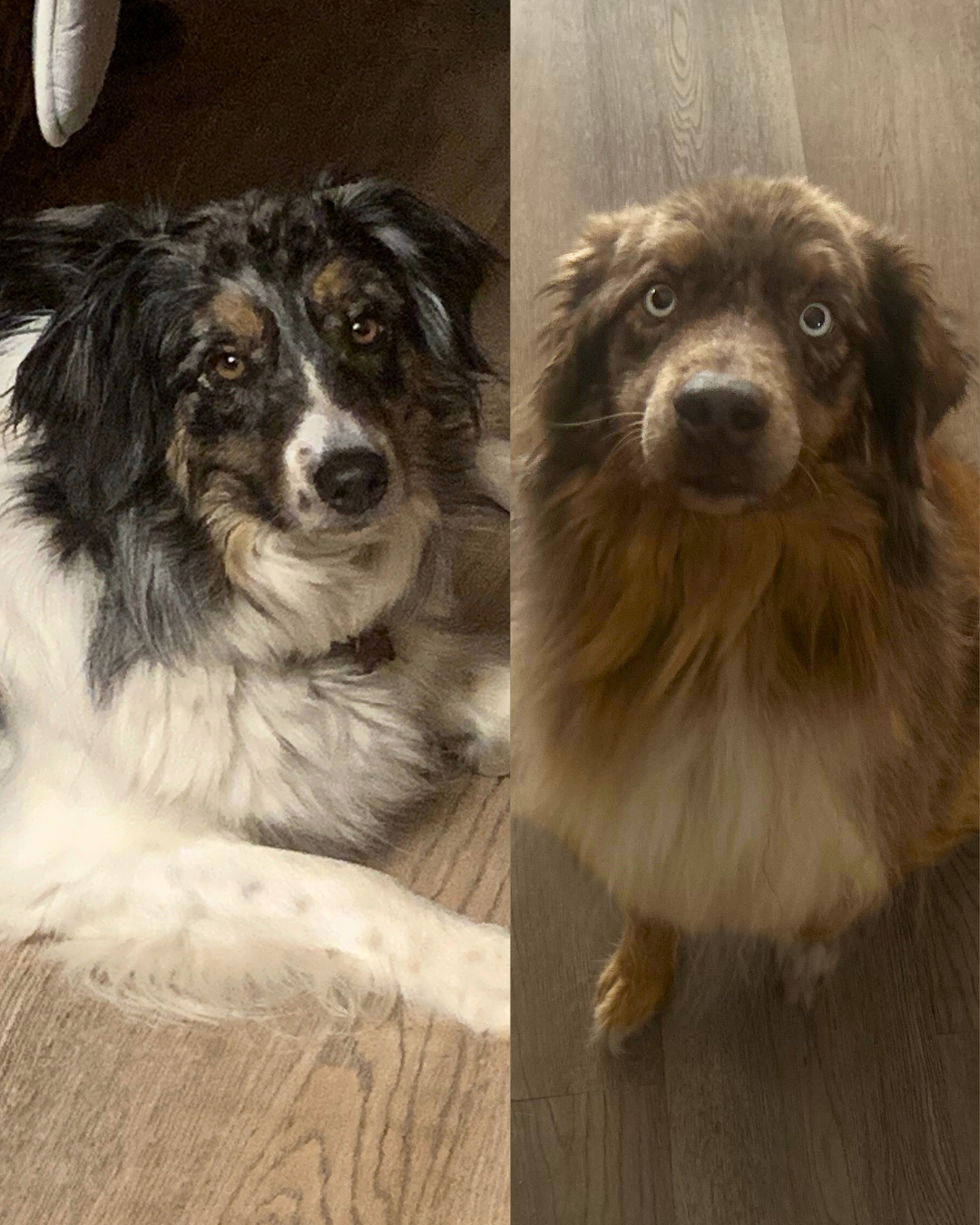 Social Adoptable 2 (20).png