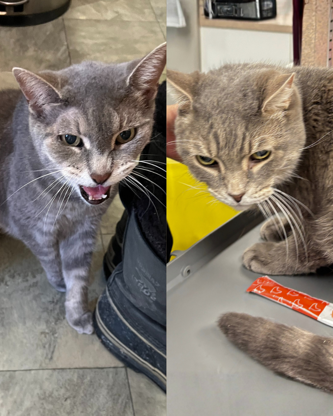 Social Adoptable 2 (1).png