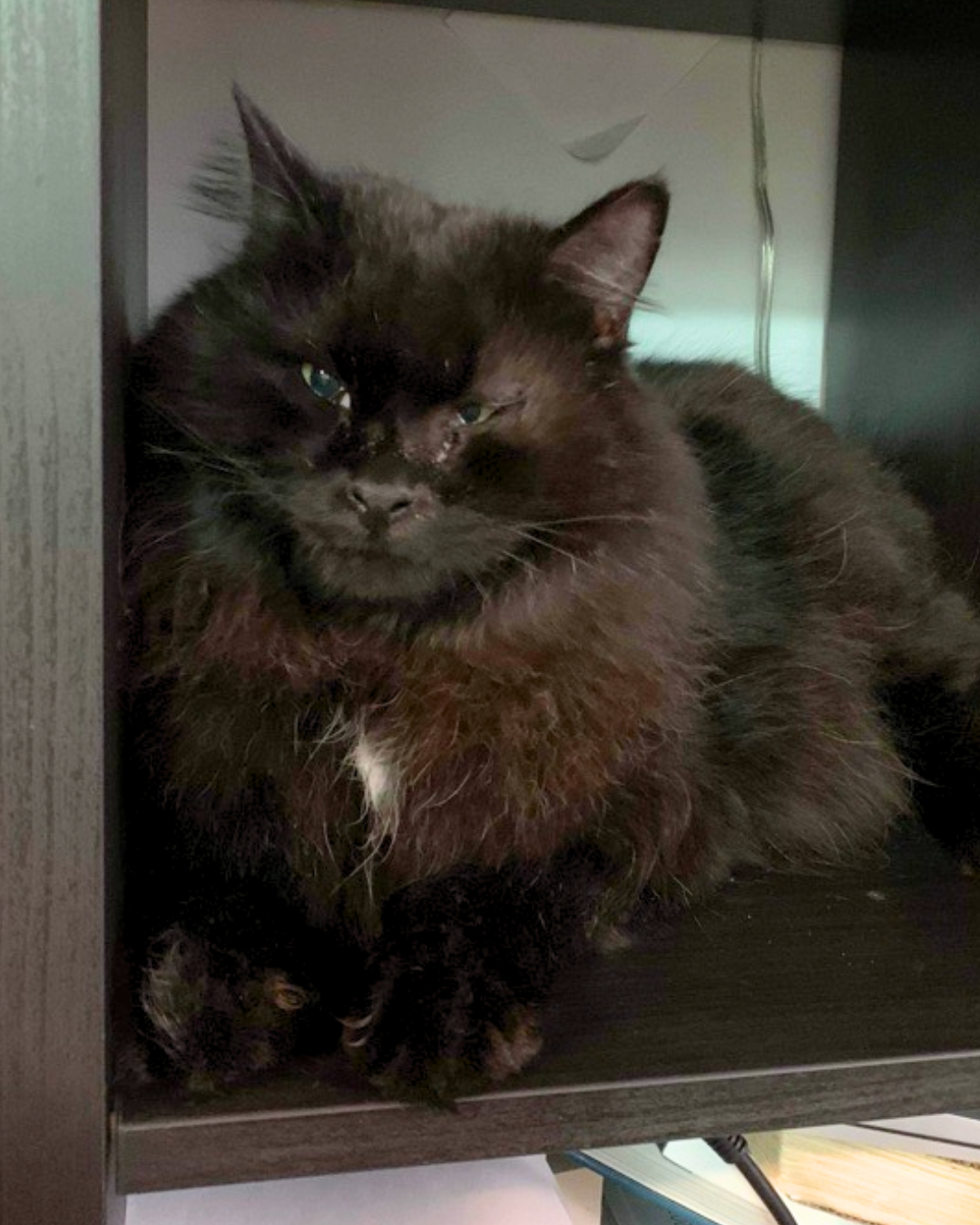 Social Adoptable 2 (10).png