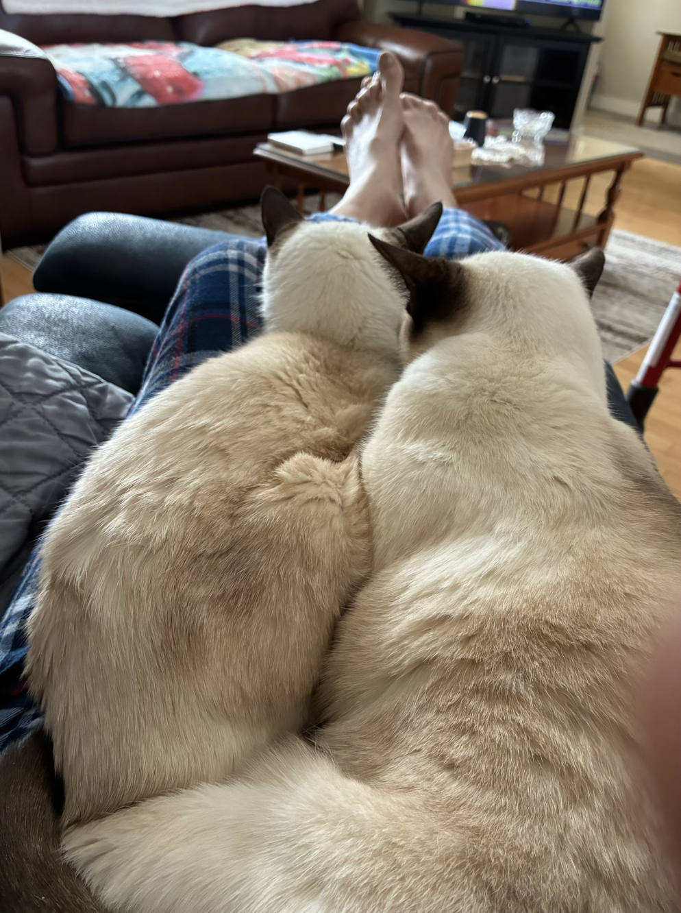 Screenshot 2026-01-15 at 12.34.11 PM.png