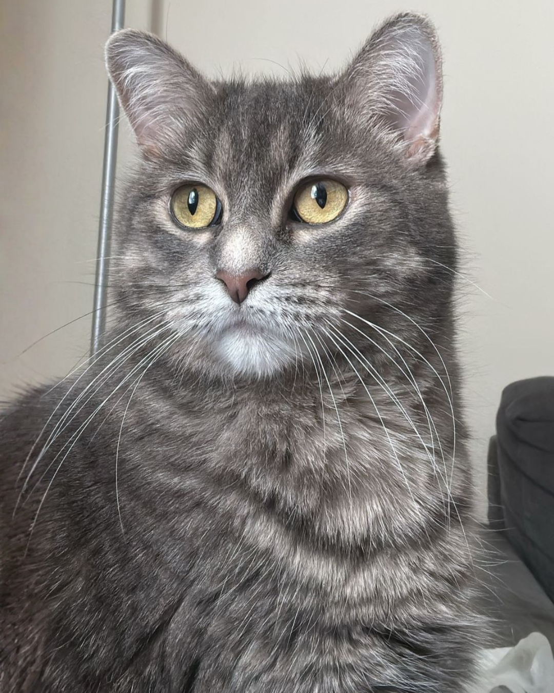 Social Adoptable 2.png