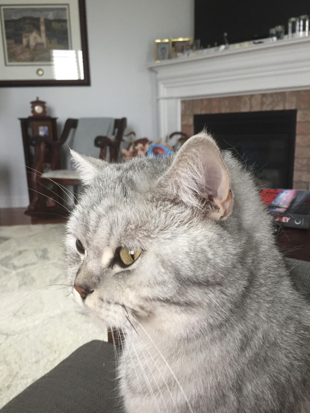 Screenshot 2026-01-19 at 6.25.45 PM.png