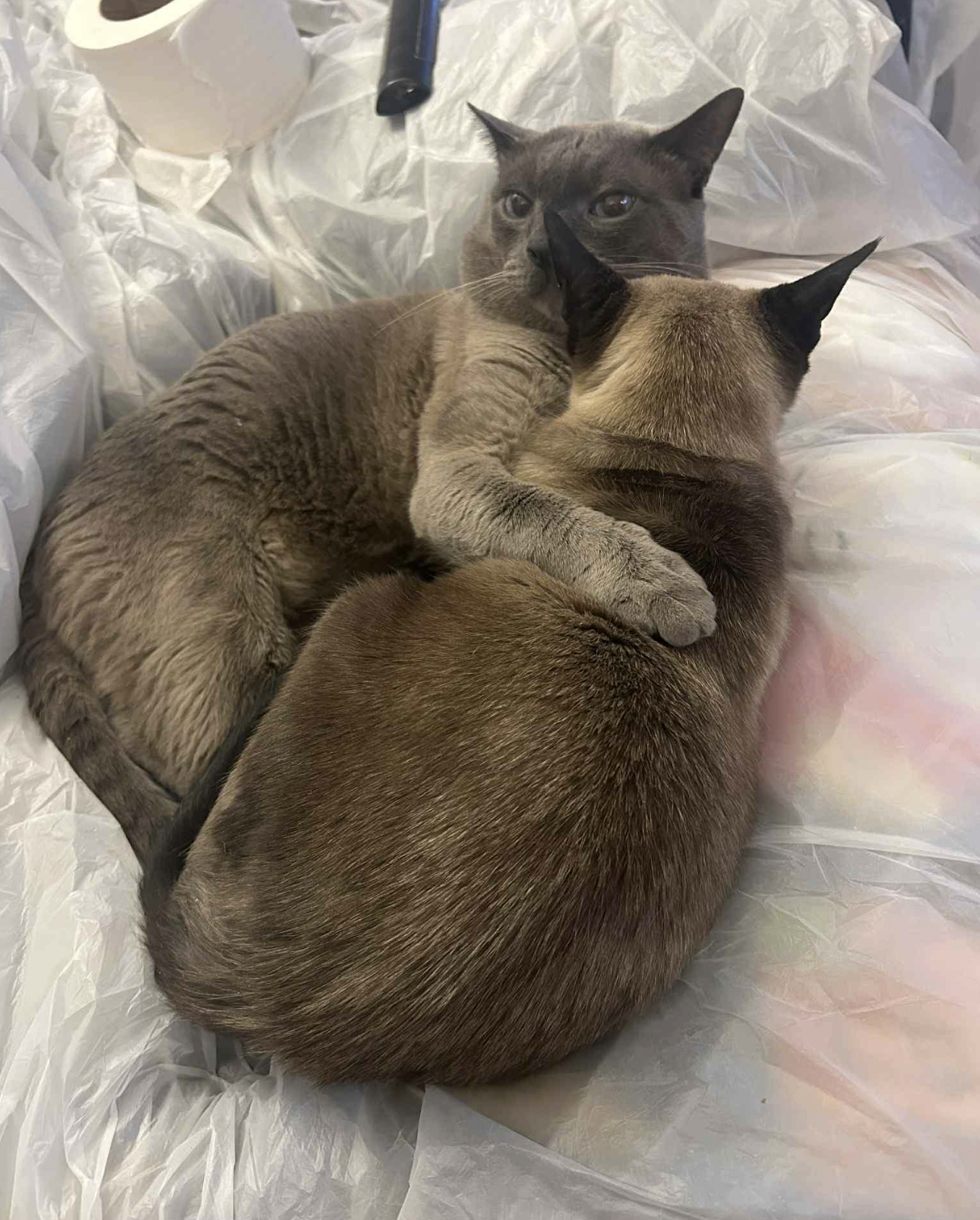 Screenshot 2026-01-21 at 4.48.59 PM.png