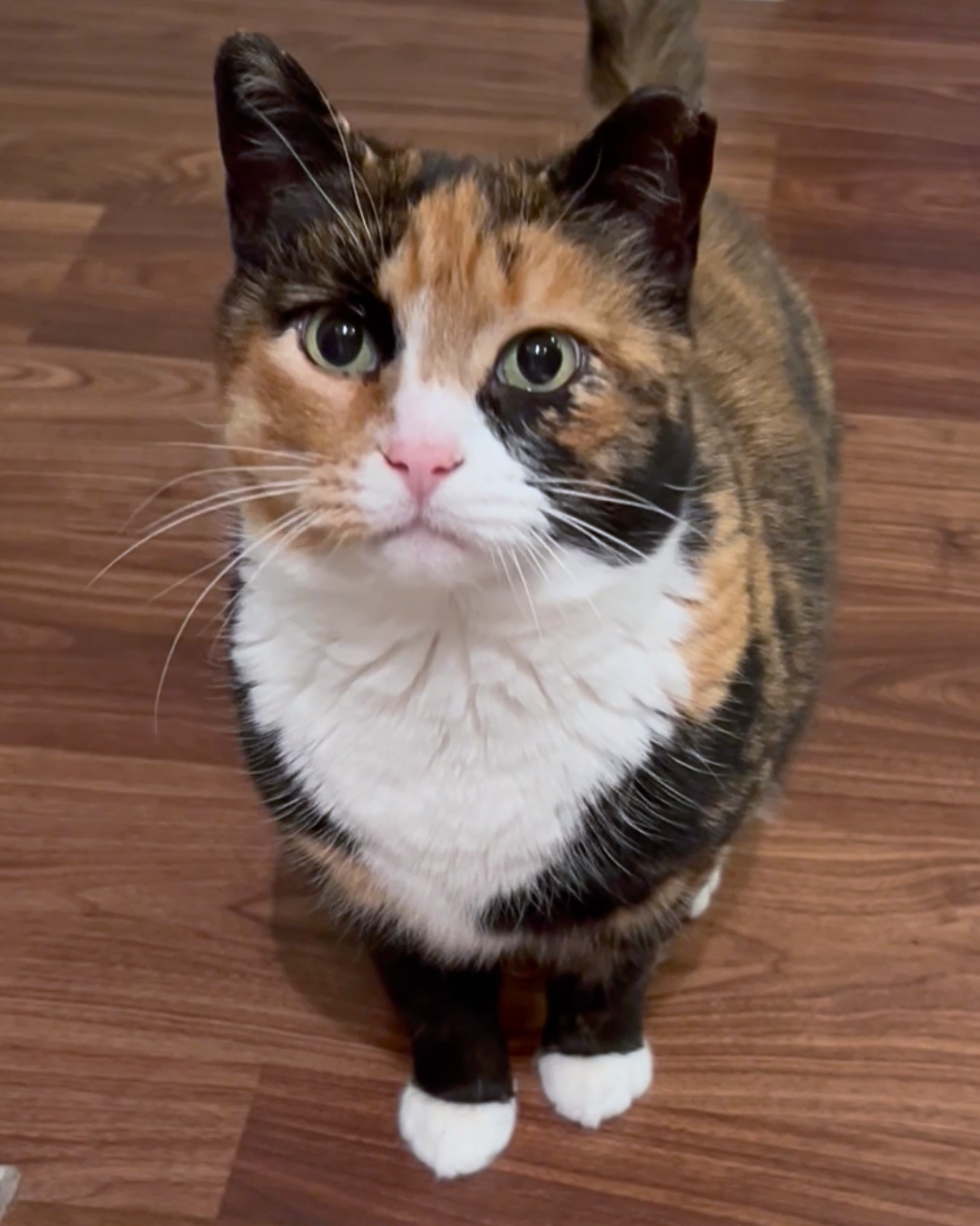 Social Adoptable 2 (6).png