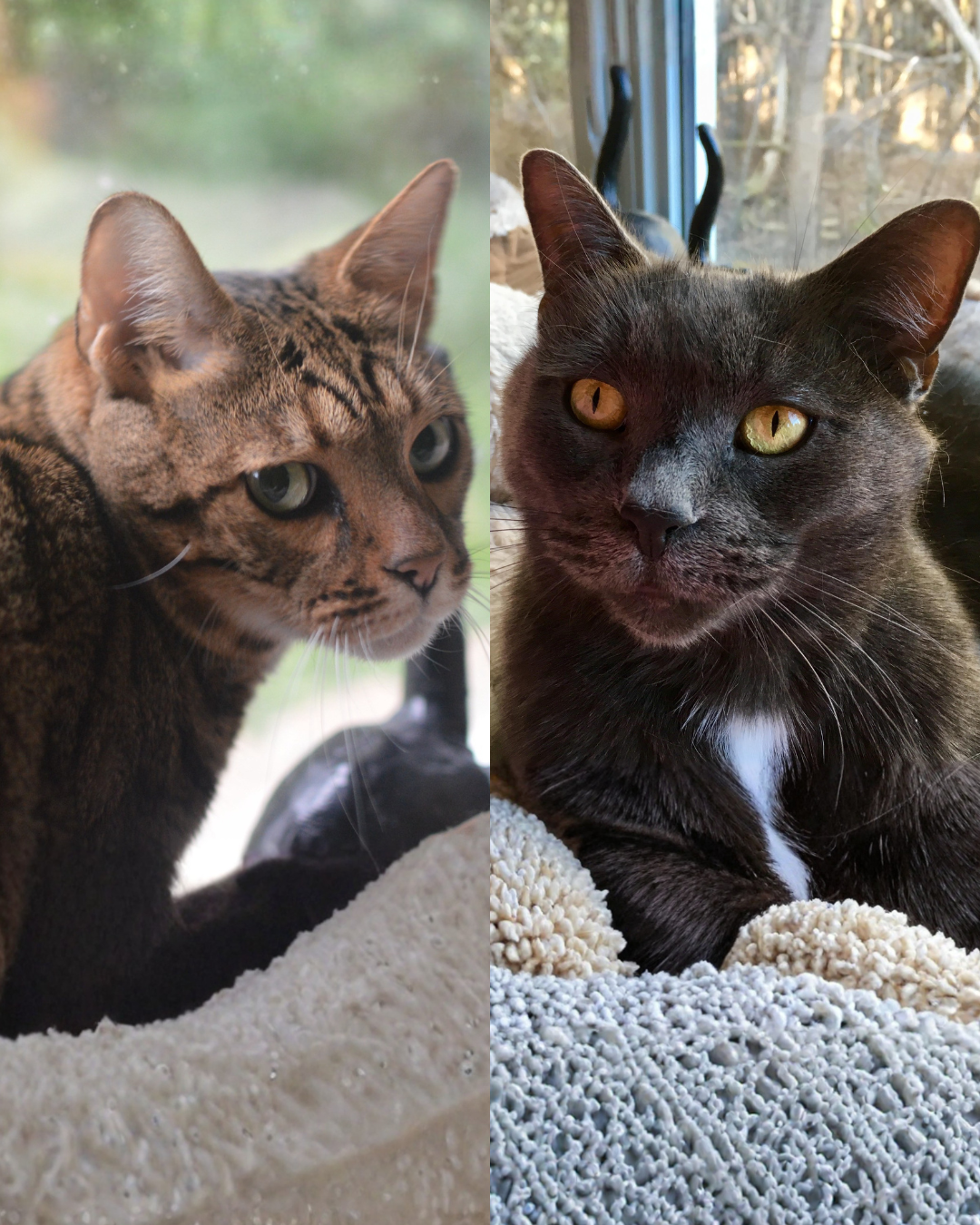 Social Adoptable 2 (8).png